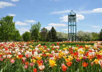 Campanile Garden with campanile statue and multi-colored tulips surrounding it.