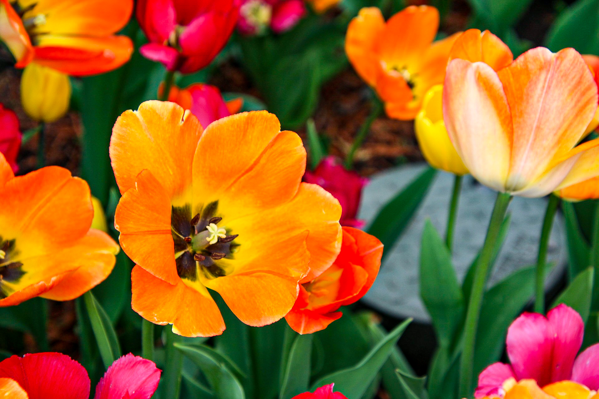 Orange tulips close-up.