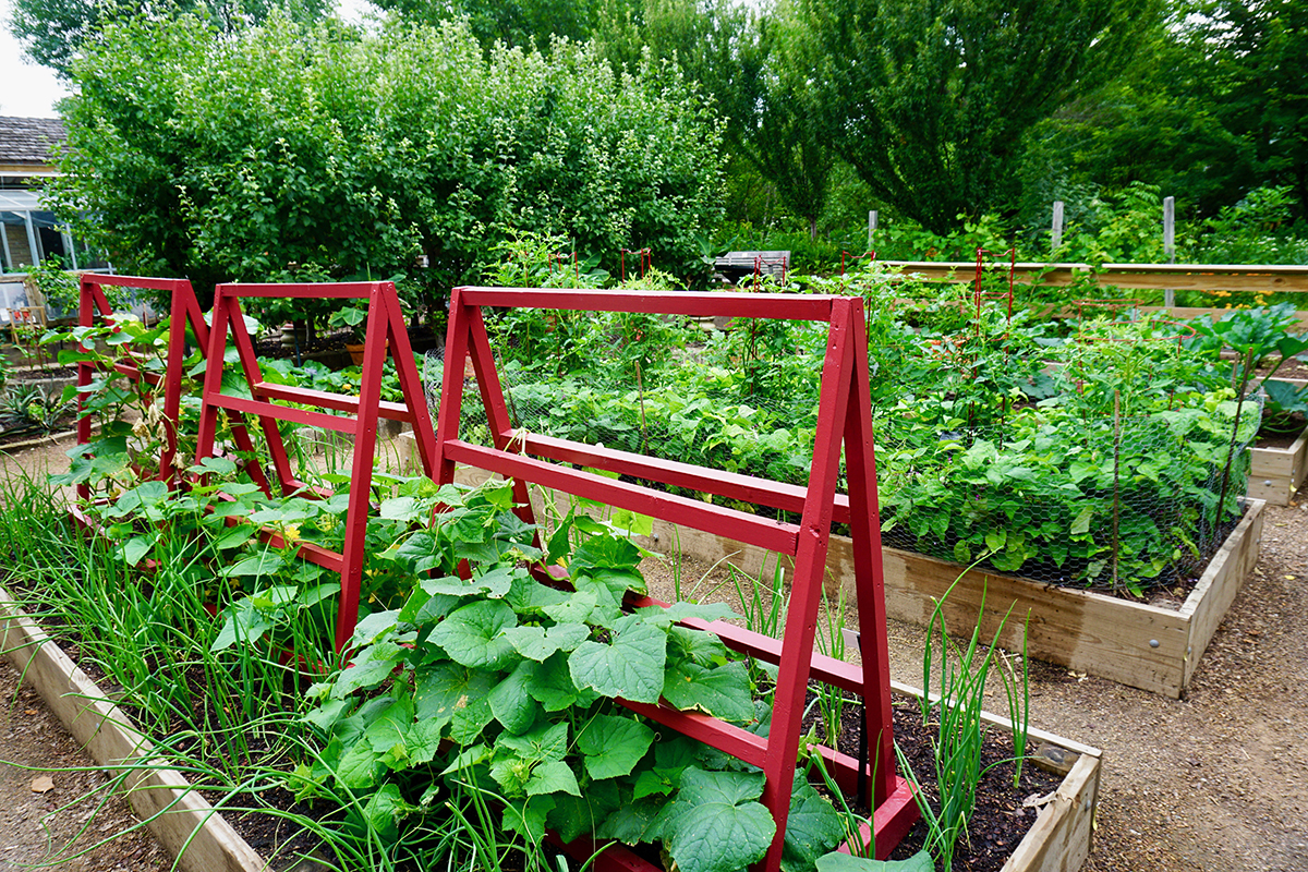  Edible Garden with veggies and red frame