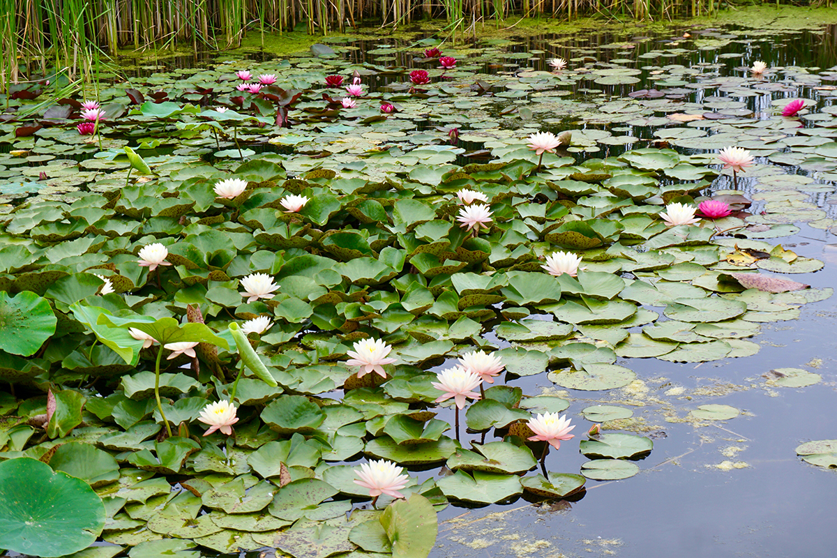 Lake Helen with pink and whit waterliliies on lilypads