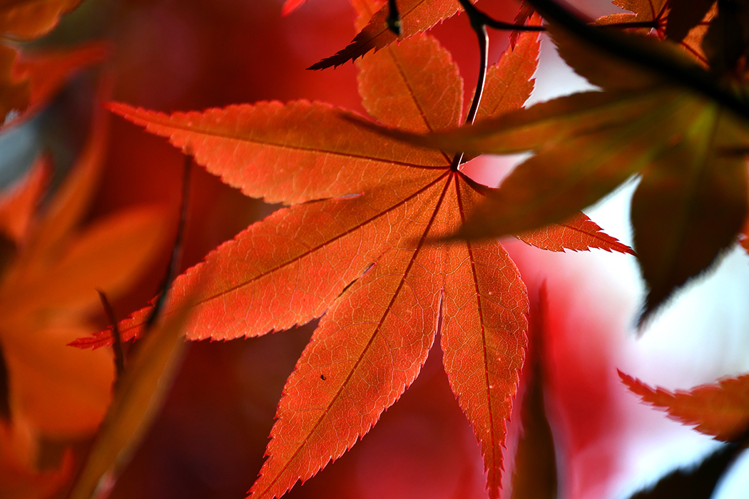  RG Close Ups fall leaf red color
