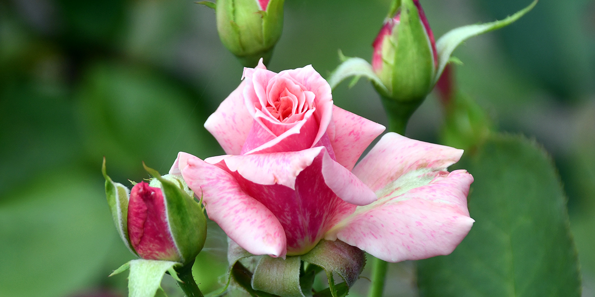 light pink rose bed with green leaves