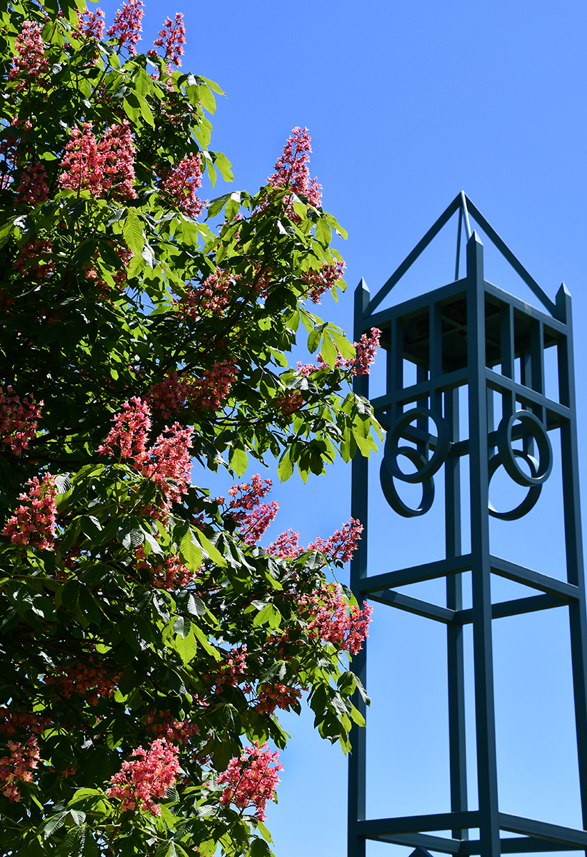  Reiman Gardens Campanile Garden early summer with a tree with pink flowers