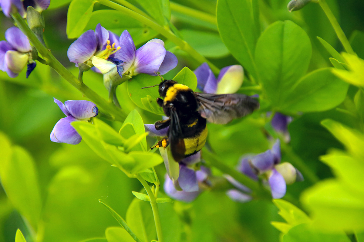  Reiman Gardens bumblebee on purple flower