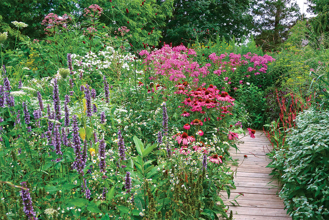 Colorful plants in a pollinator garden