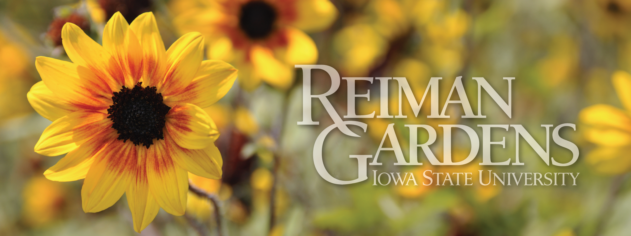 Sunflower with Reiman Gardens logo