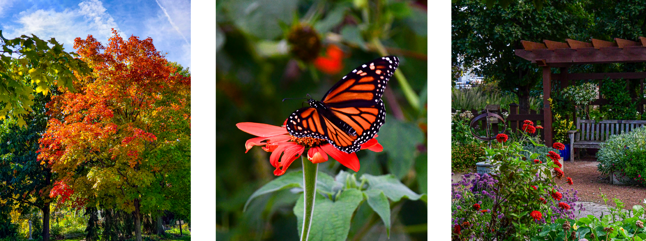 Fall tree turning orange, monarch butterfly on a flower, flowers and a pergola in a garden