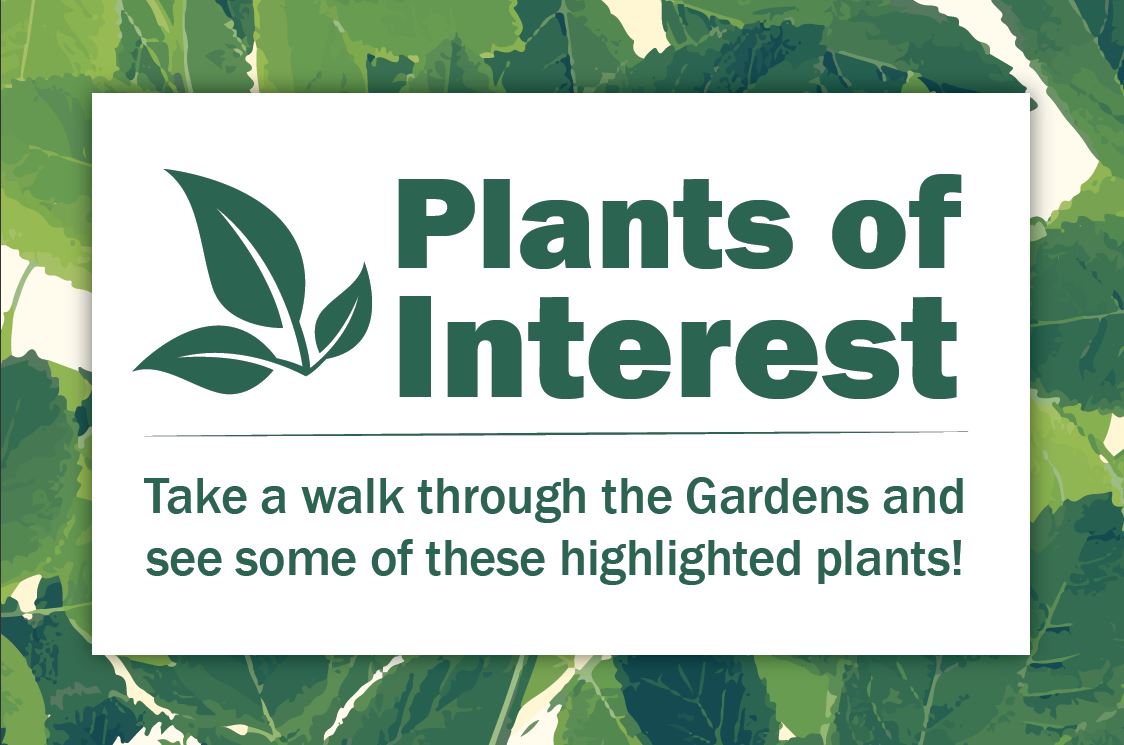 Plants of Interest - take a walk through the Gardens and see some of these highlighted plants 