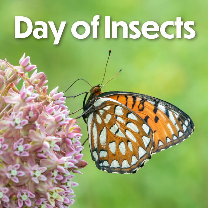 Day of Insects