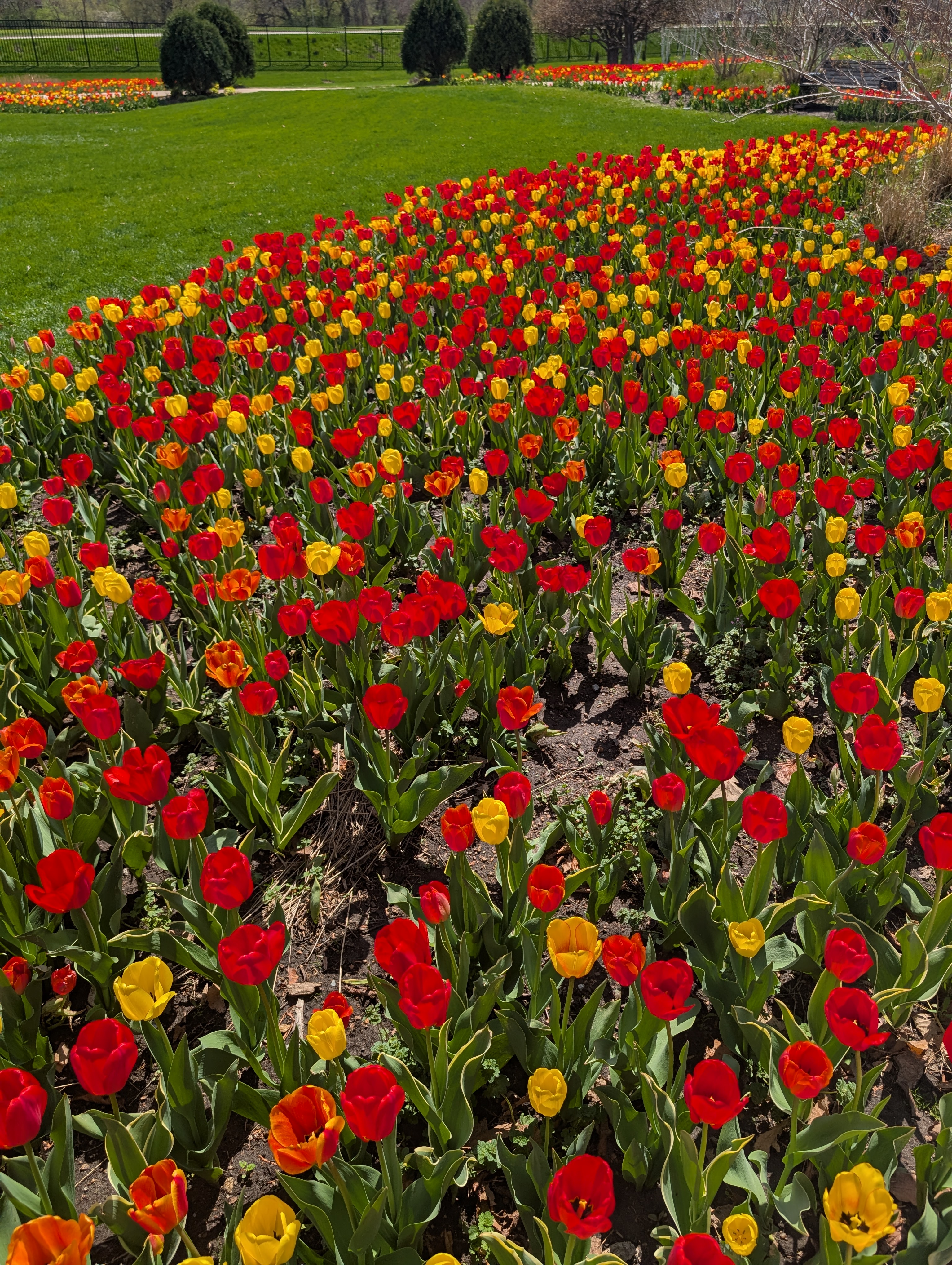 A mix of red, orange, and yellow tulips in a garden bed. 