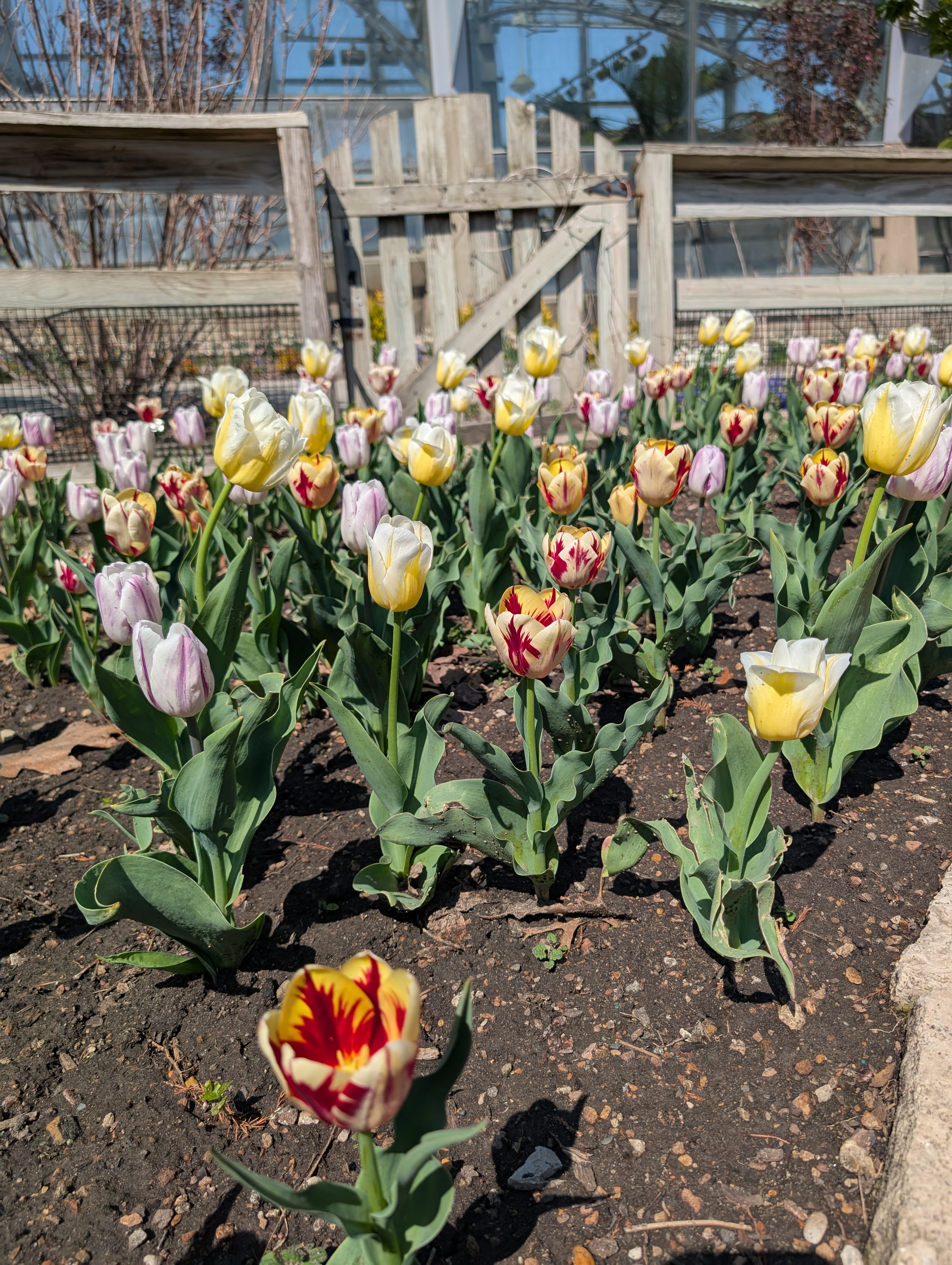 A mix of multi-colored tulips in a raised bed.