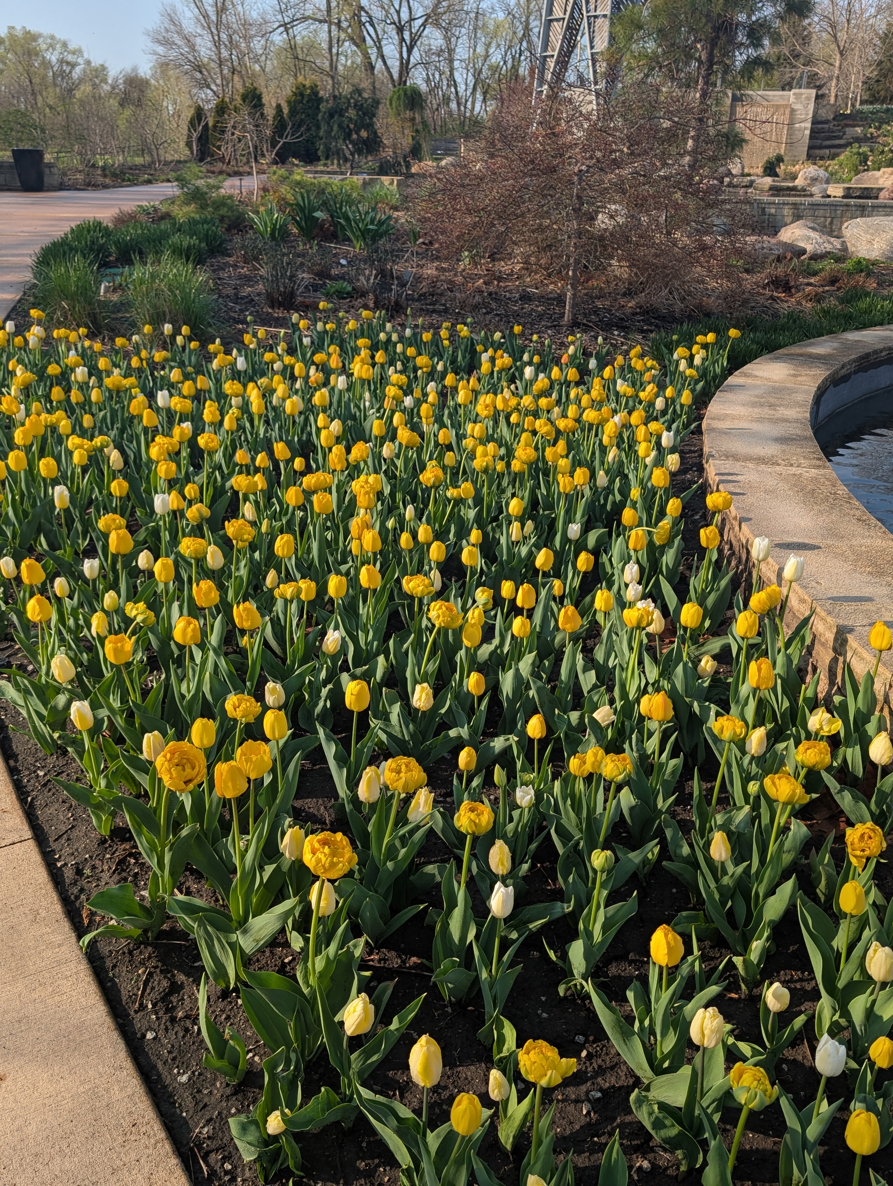 a mixture of yellow and white tulips planted along the sidewalk in Sycamore Falls.