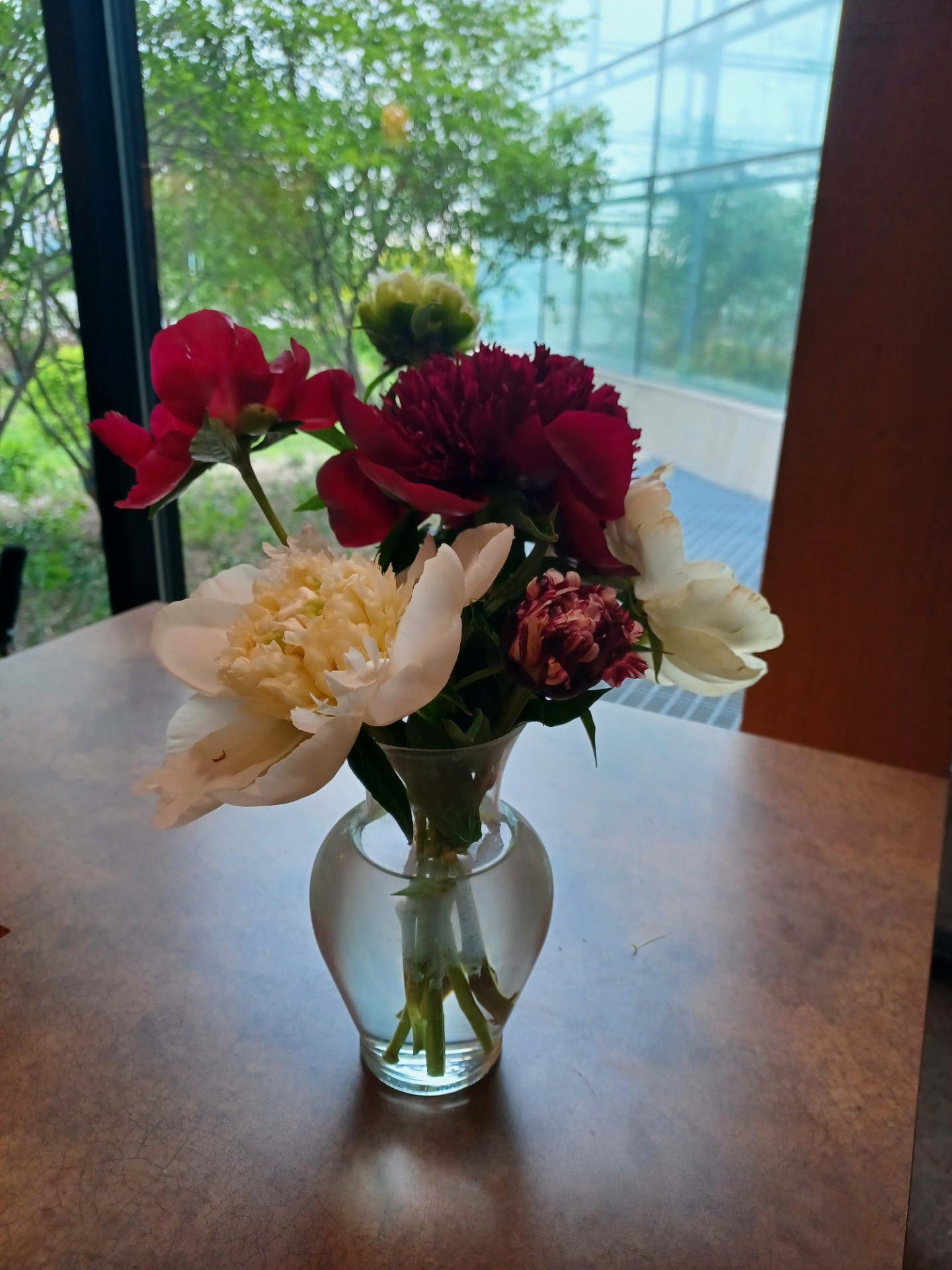 peonies in a vase