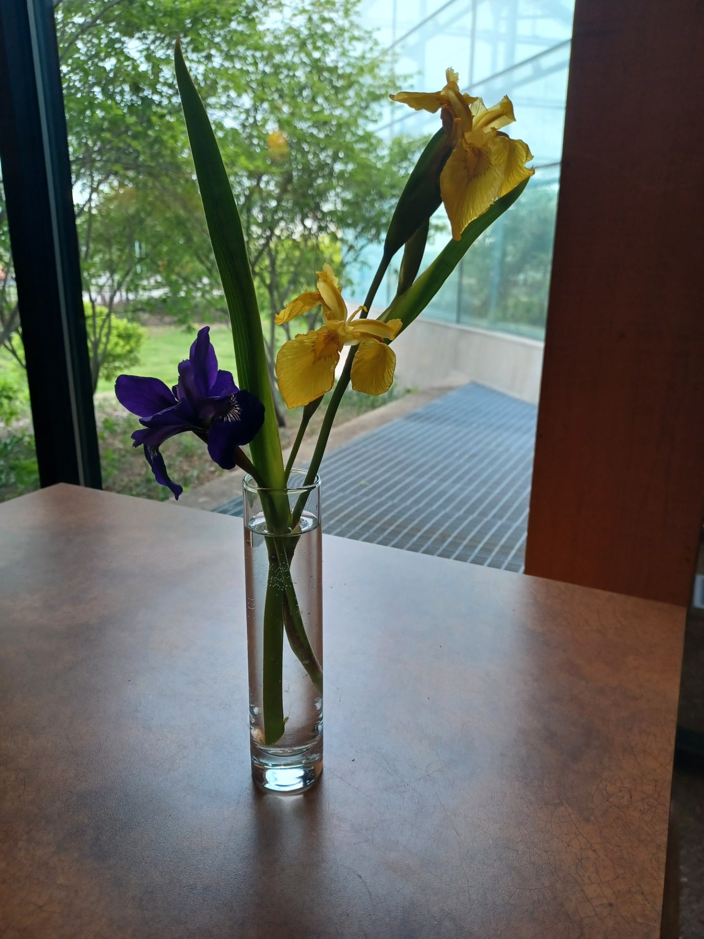 yellow and purple iris in a vase