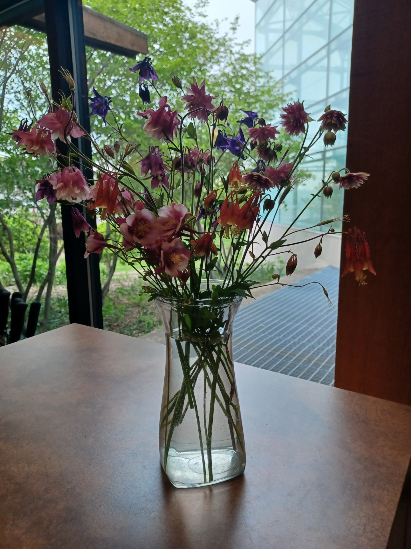 a mix of columbine flowers in a vase