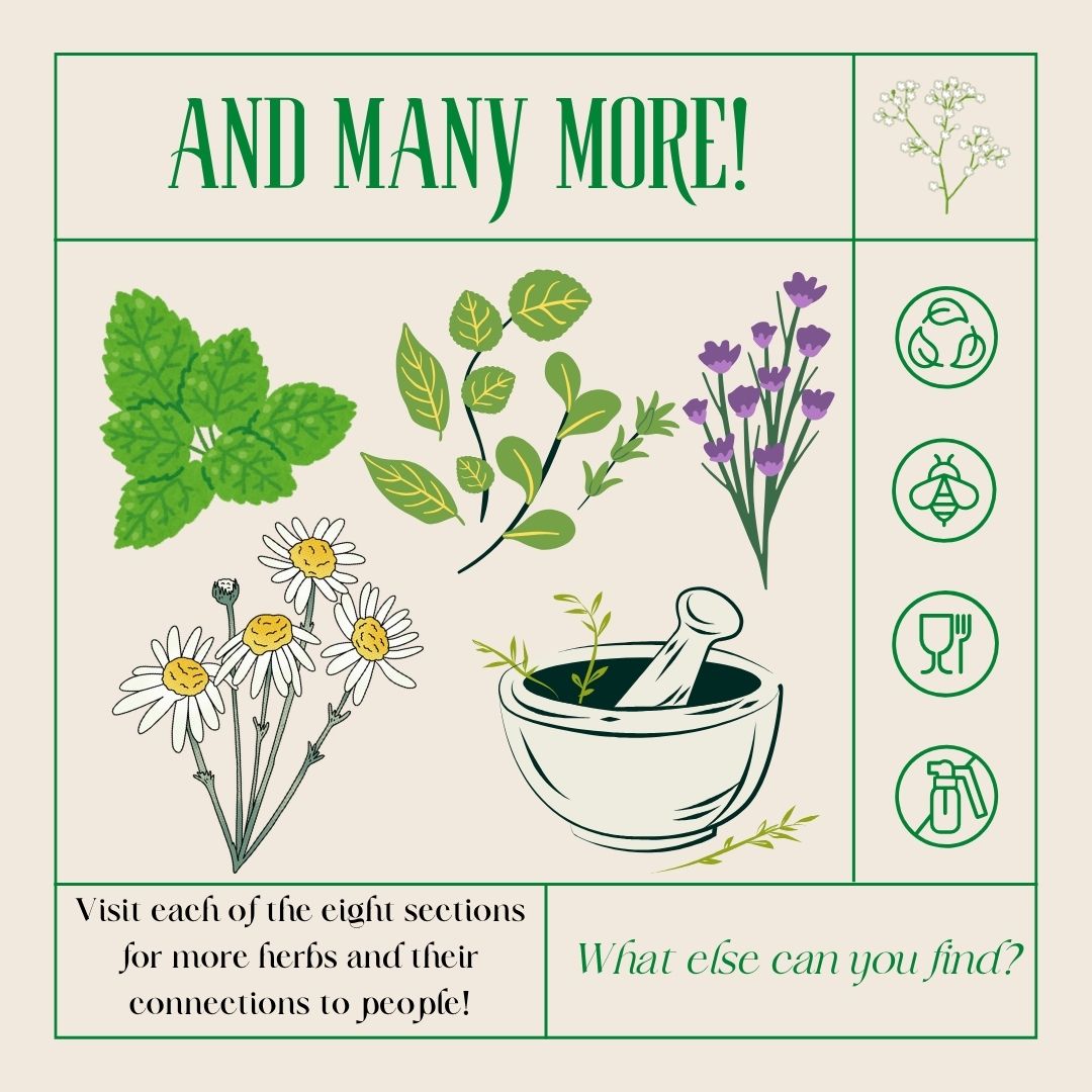 a grouping of illustrations of various herbs