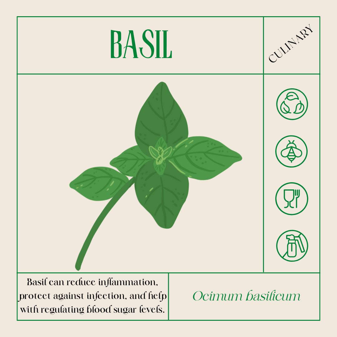 an illustration of basil