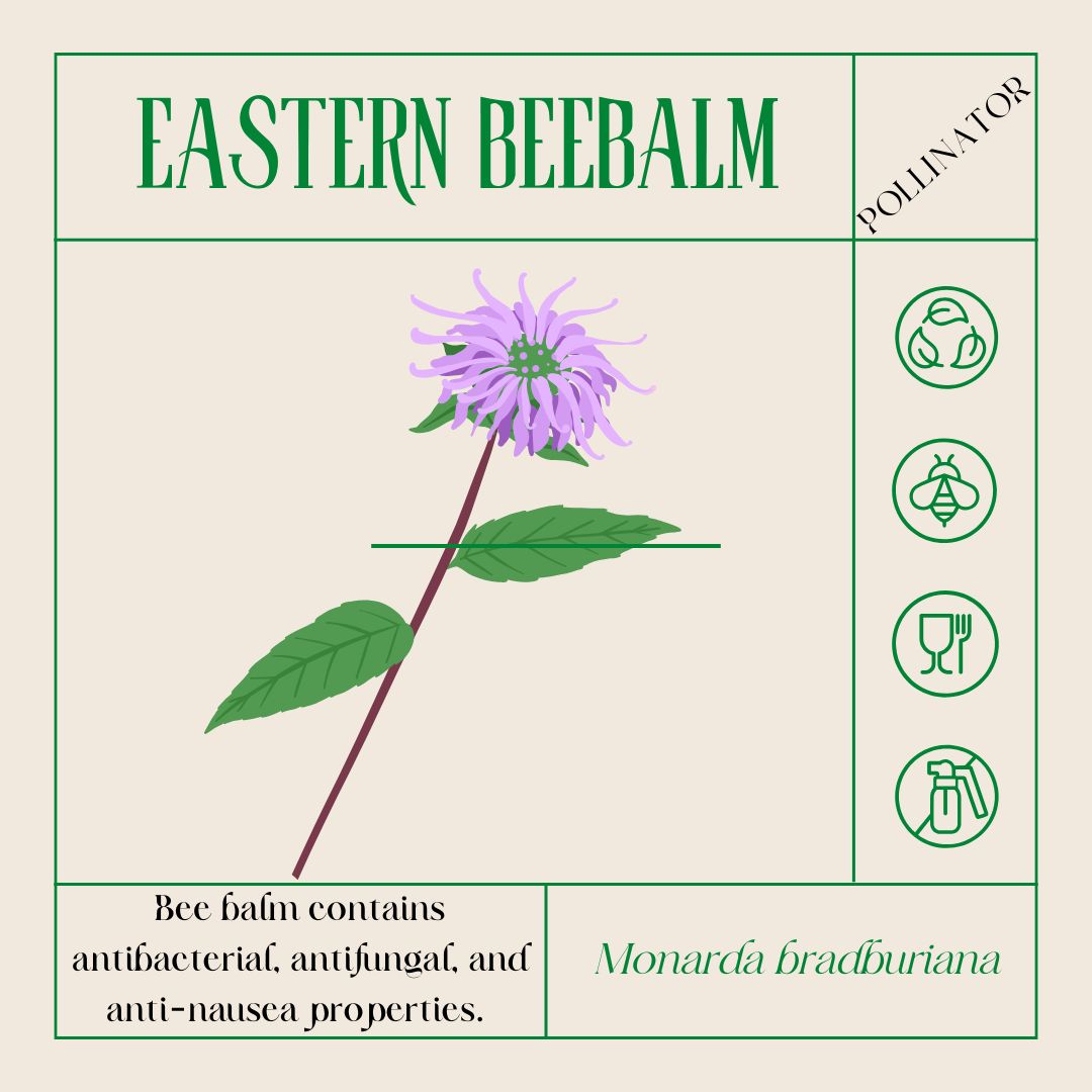 an illustration of bee balm