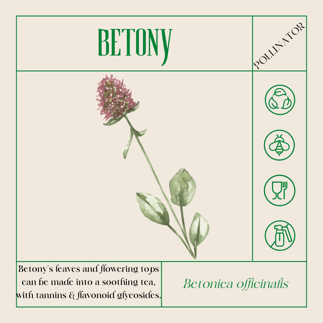 an illustration of betony