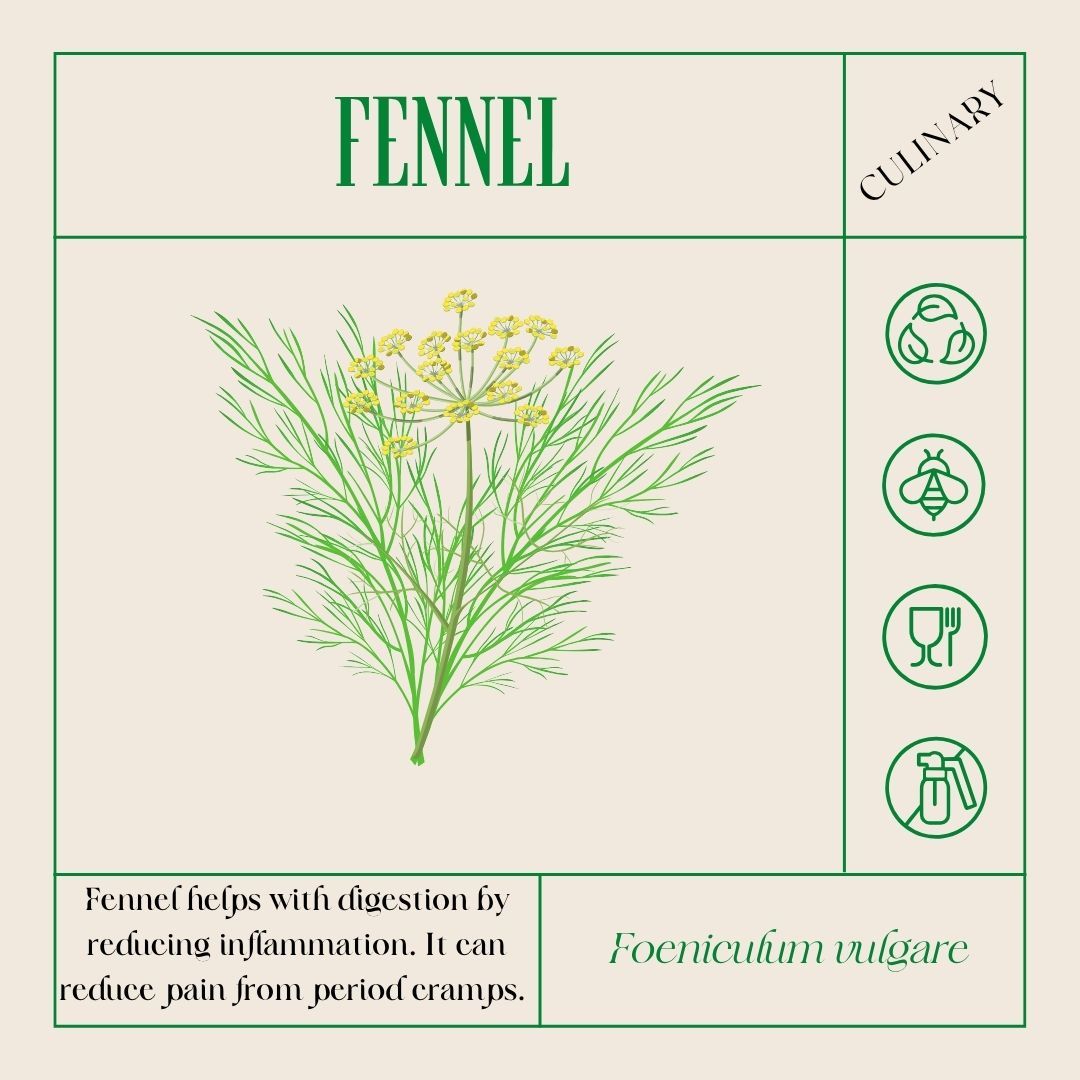 an illustration of fennel