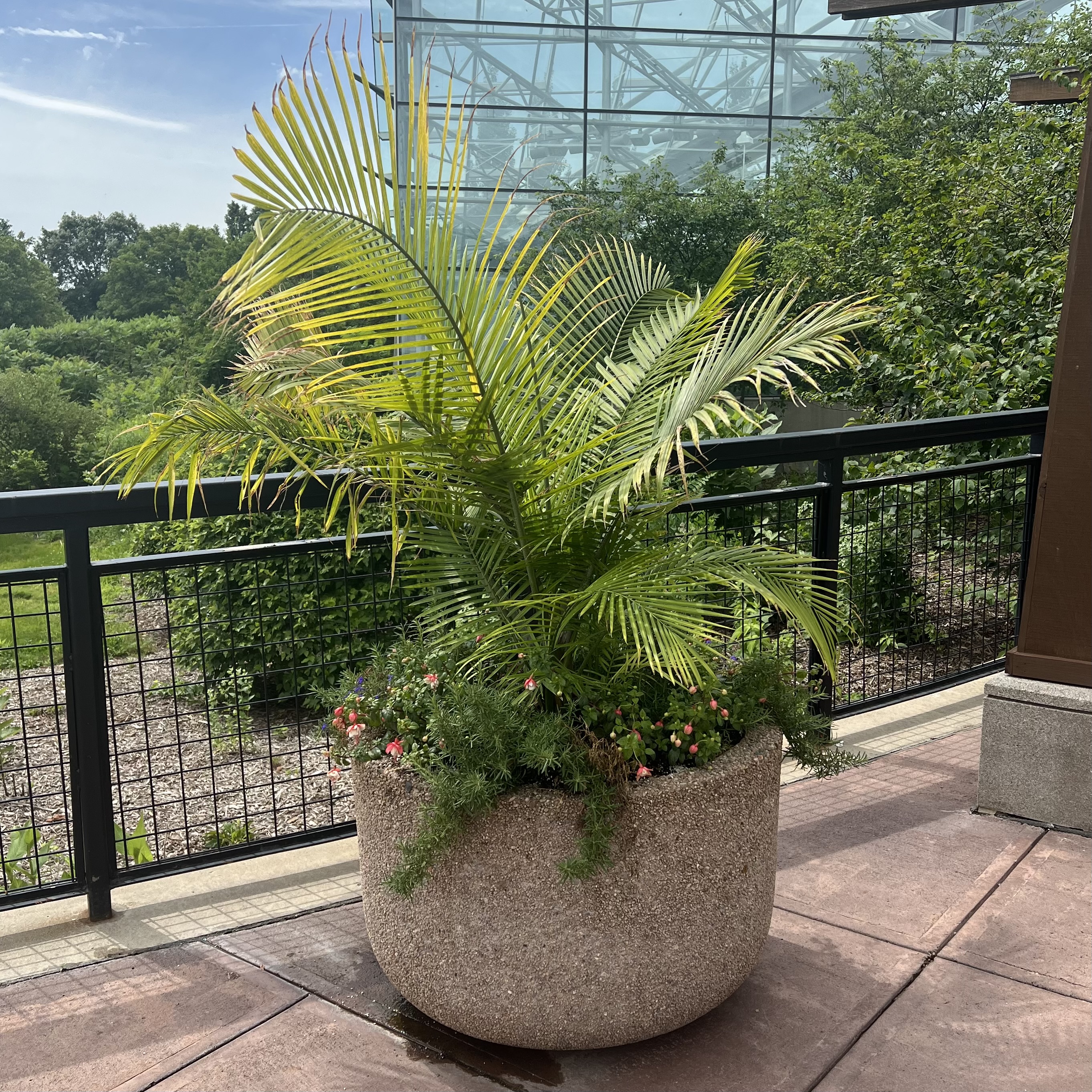 A medium-sized planter with a large palm and small, flowering annuals