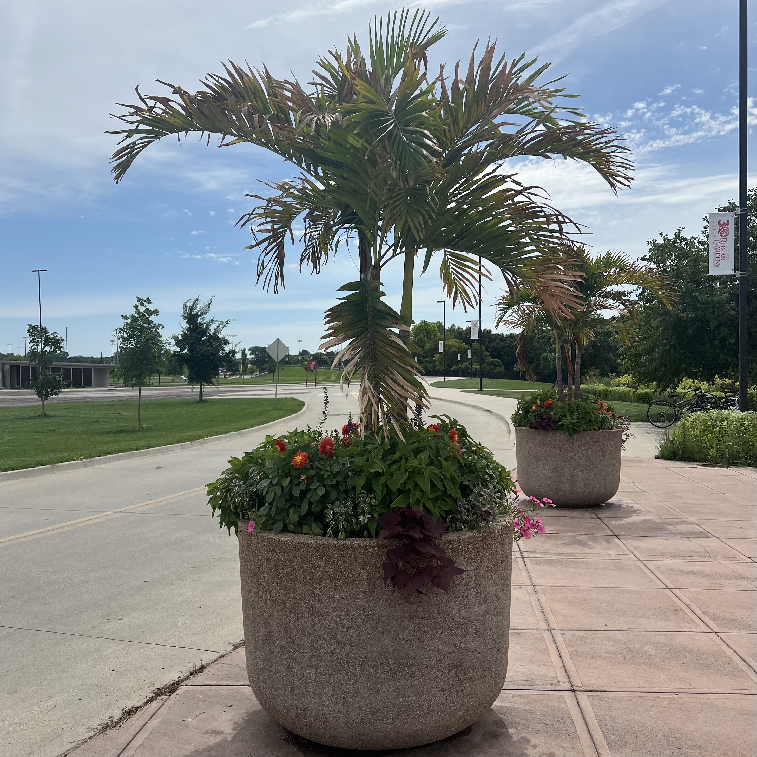 A concrete planter with a large palm and small, flowering annuals
