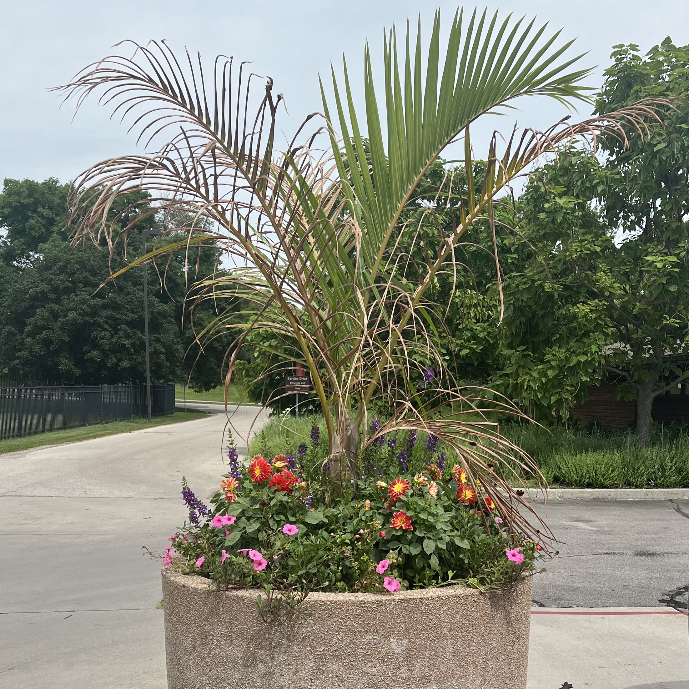 A concrete planter with a large palm and small, flowering annuals