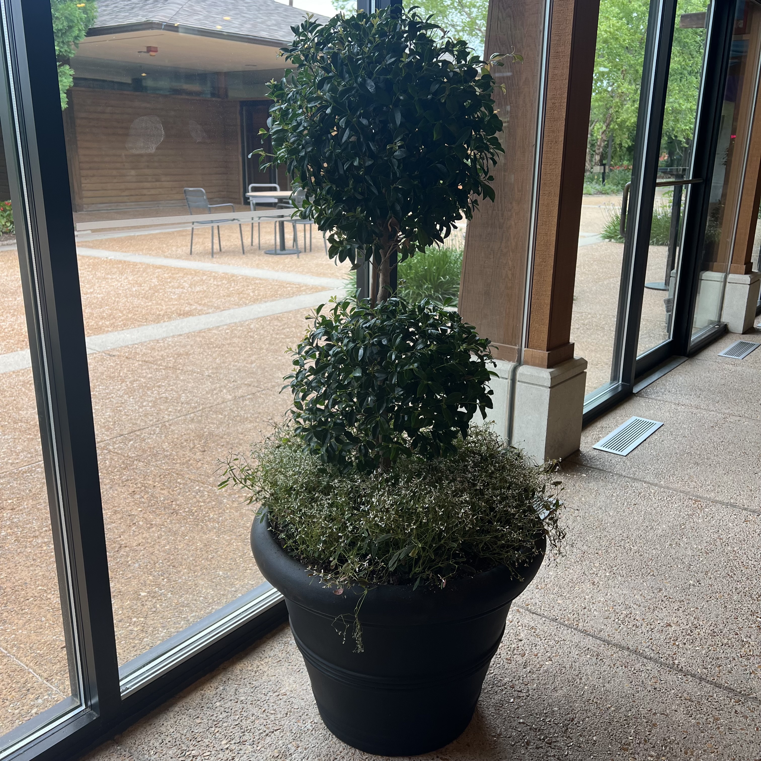A planter with shaped topiary and small white flowers