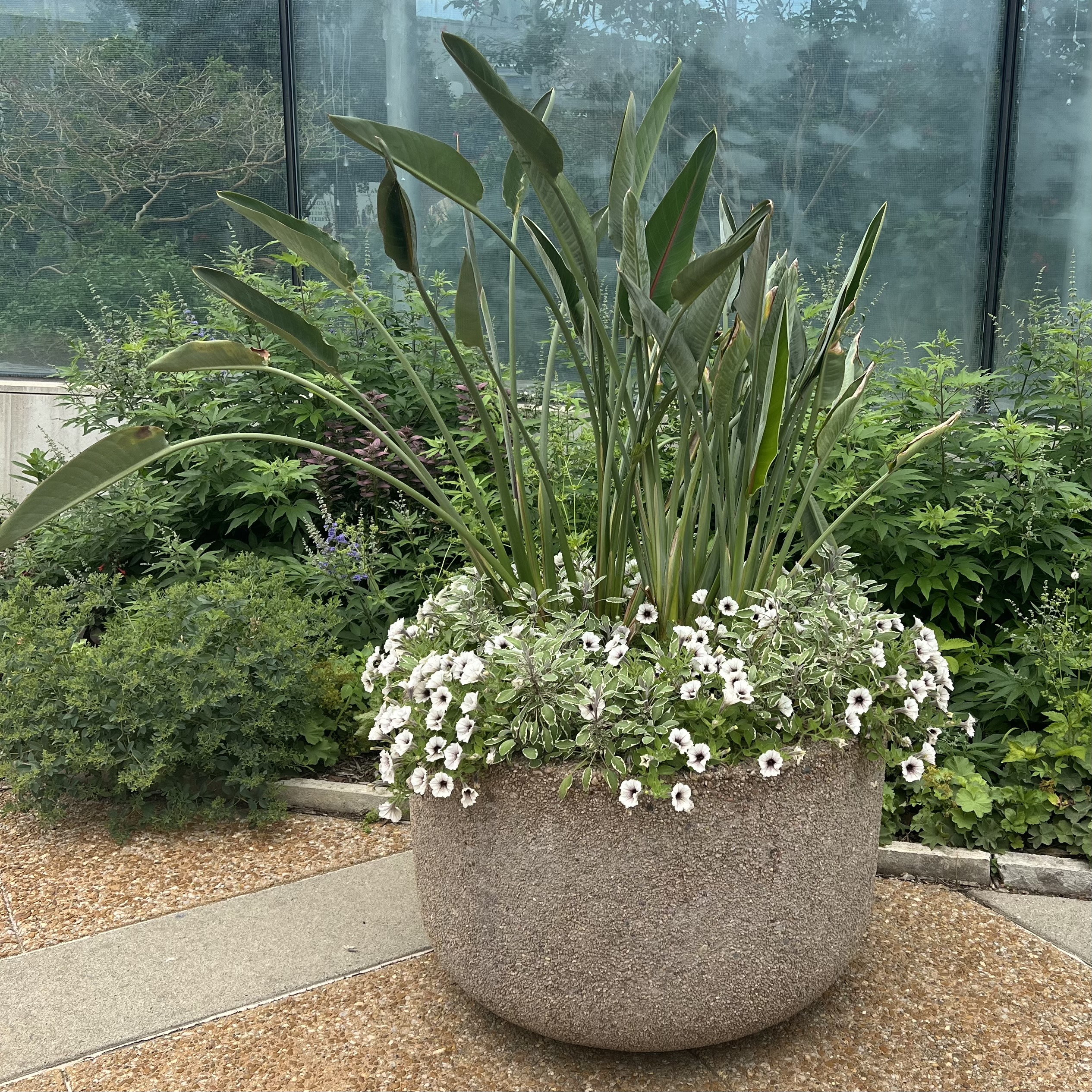 a container with a large bird of paradise, sage, and white petunias