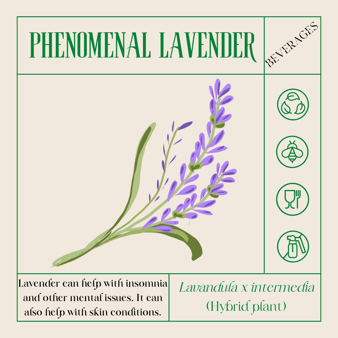 an illustration of phenomenal lavender