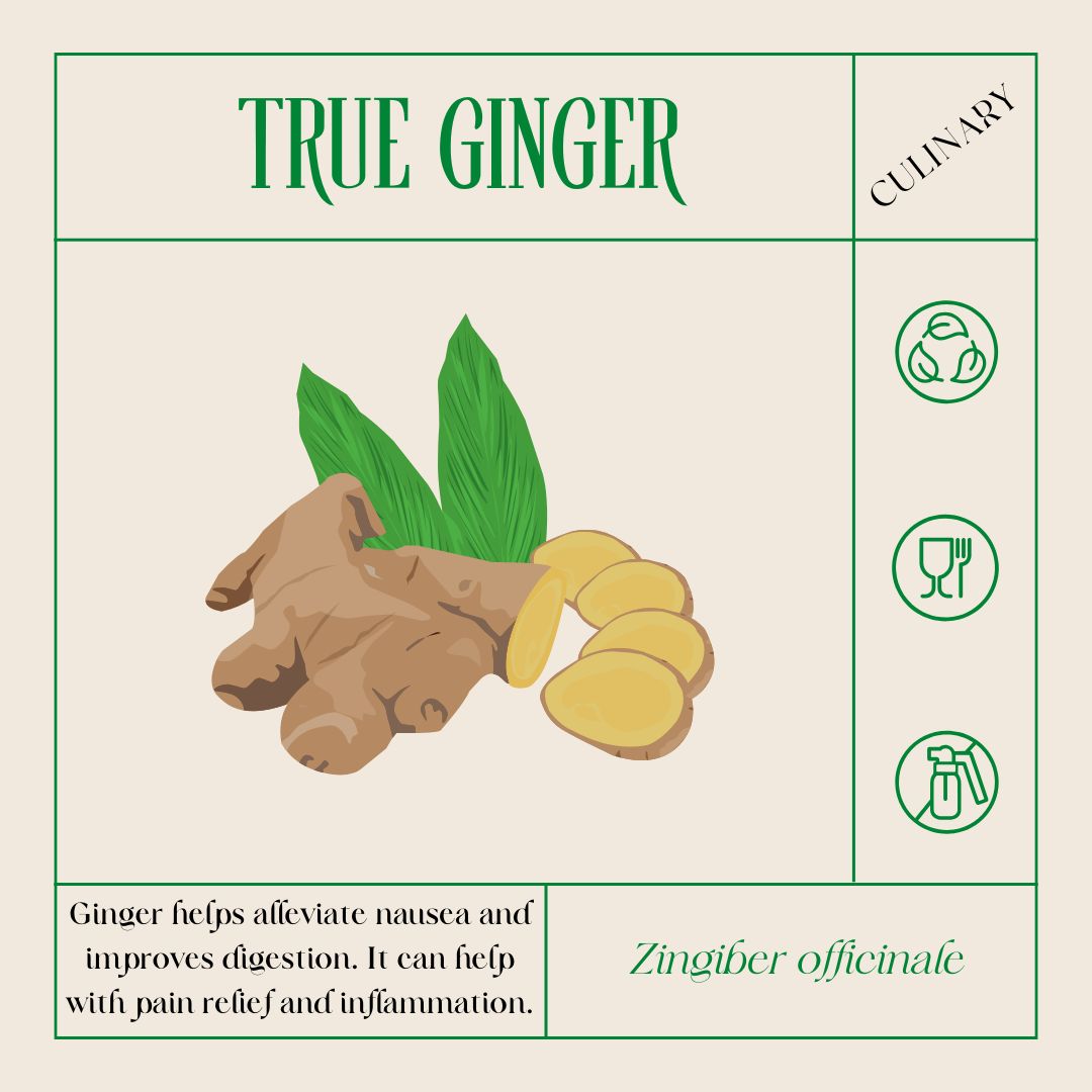 an illustration of true ginger