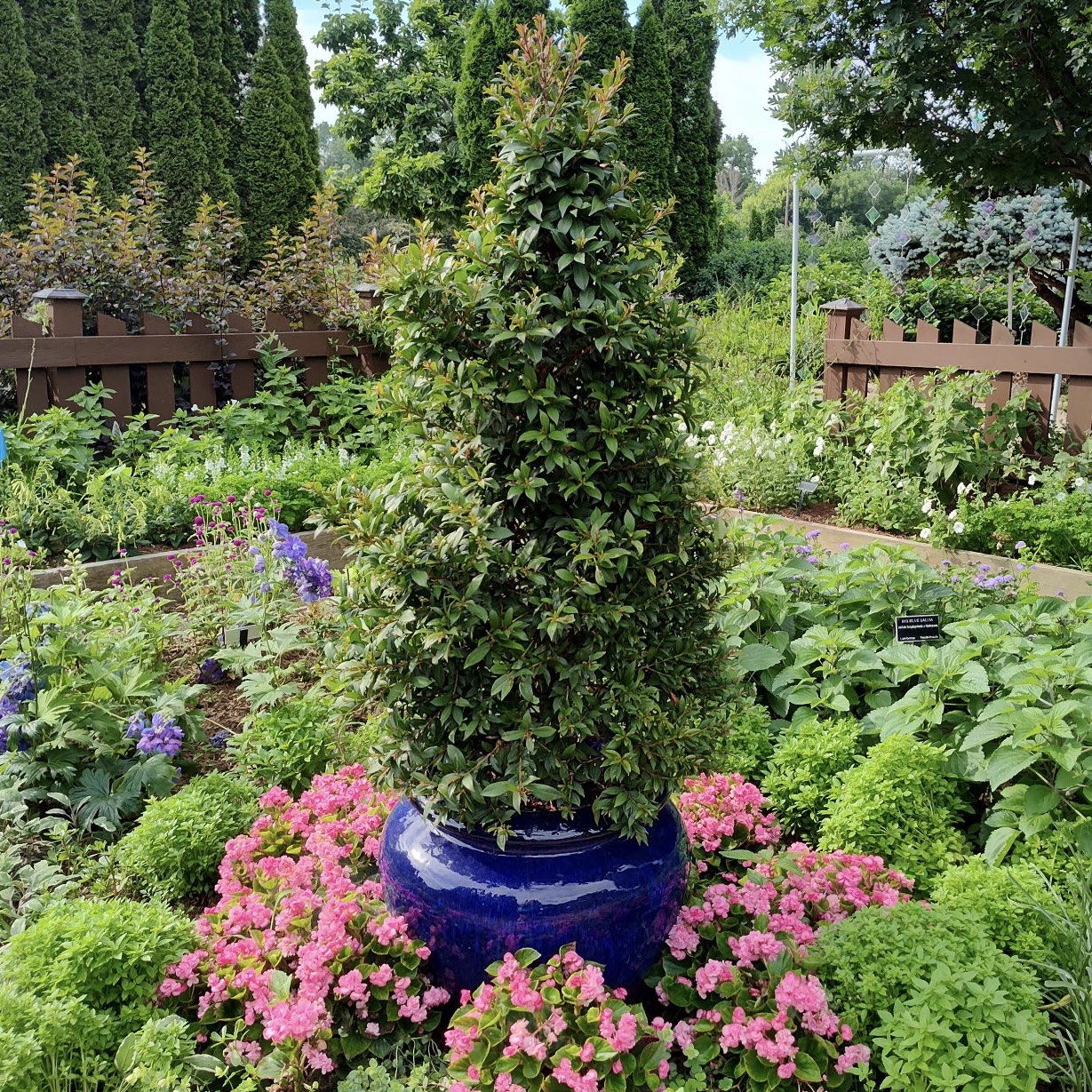 blue containers in the raised herb beds with shaped bush cherries