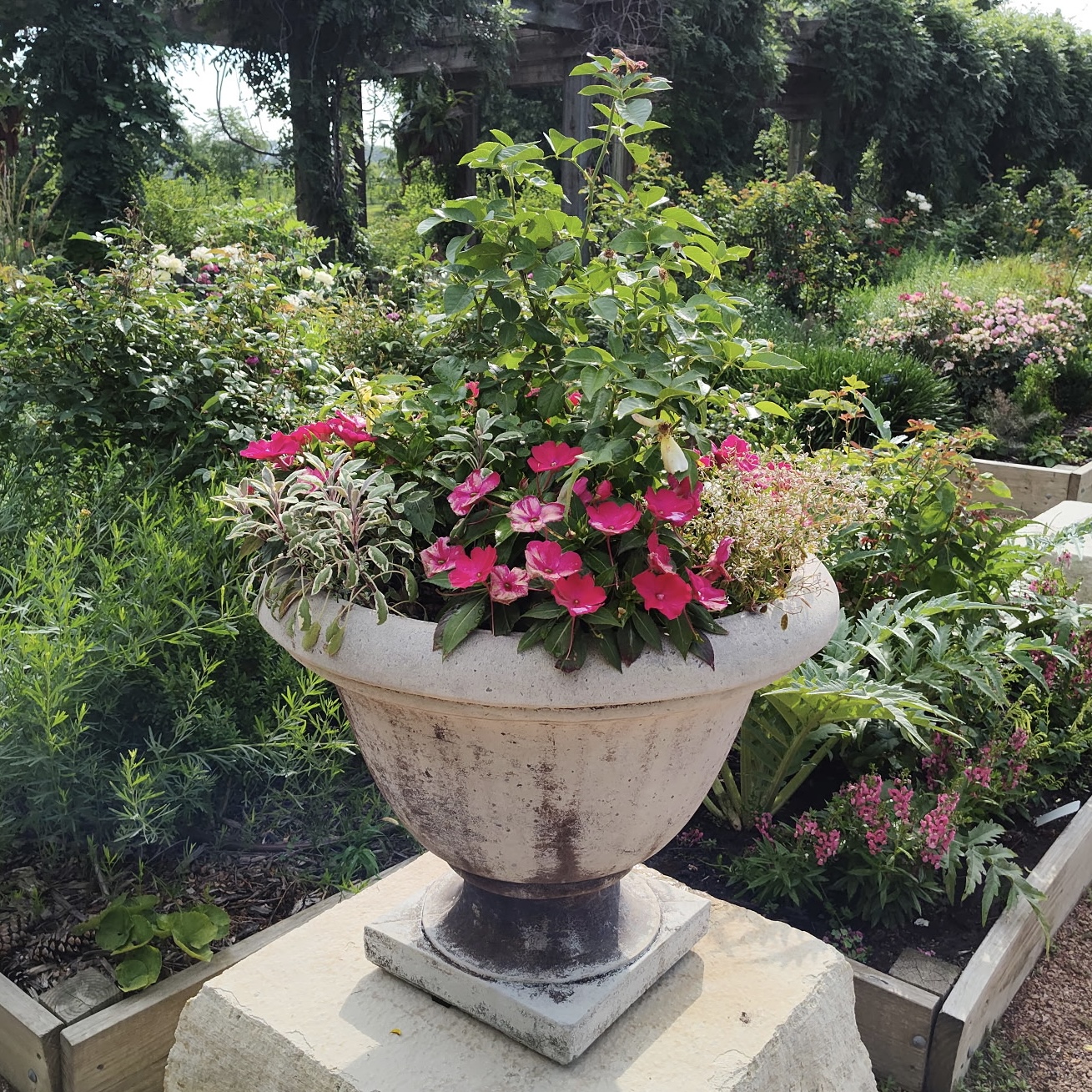 urns with roses and annual flowers