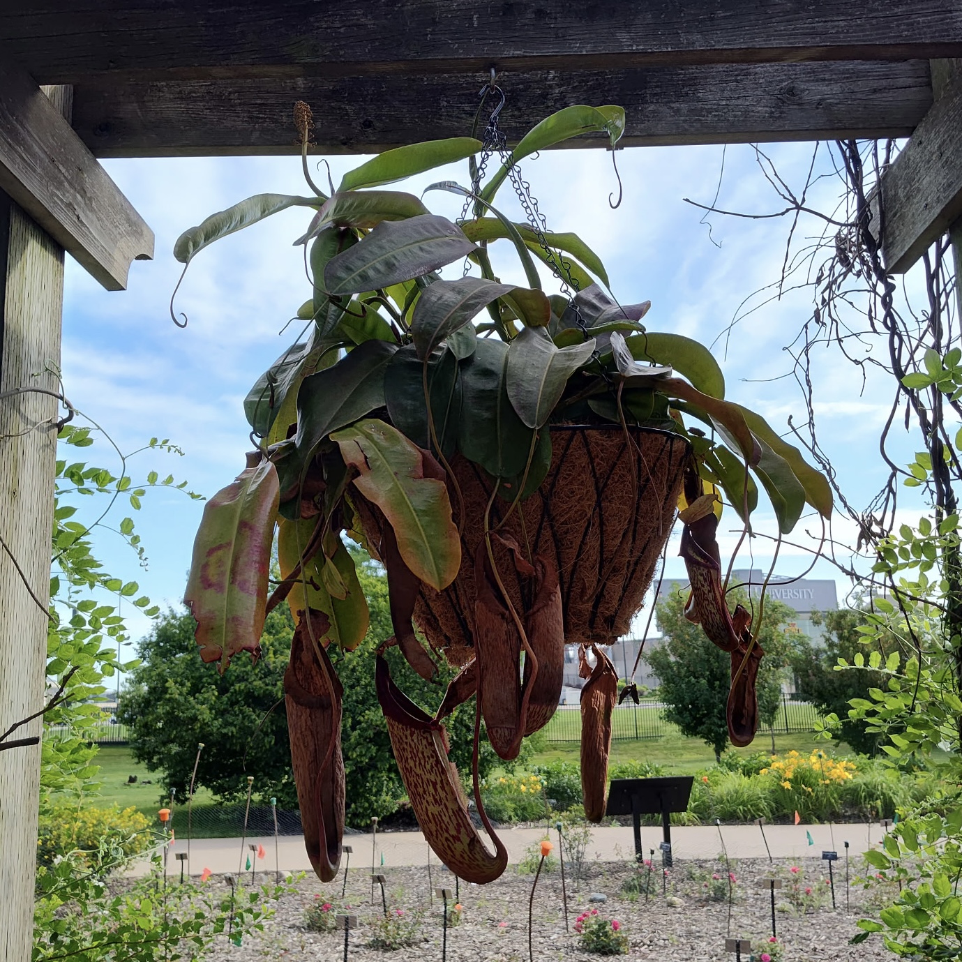 hanging baskets with large pitcher plants