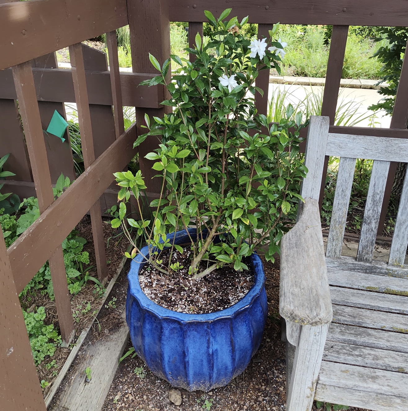 a blue container with a gardenia in it