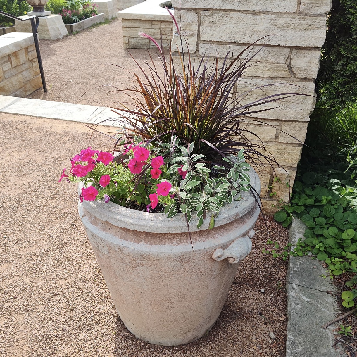 a container with interesting foliage and pink petunias