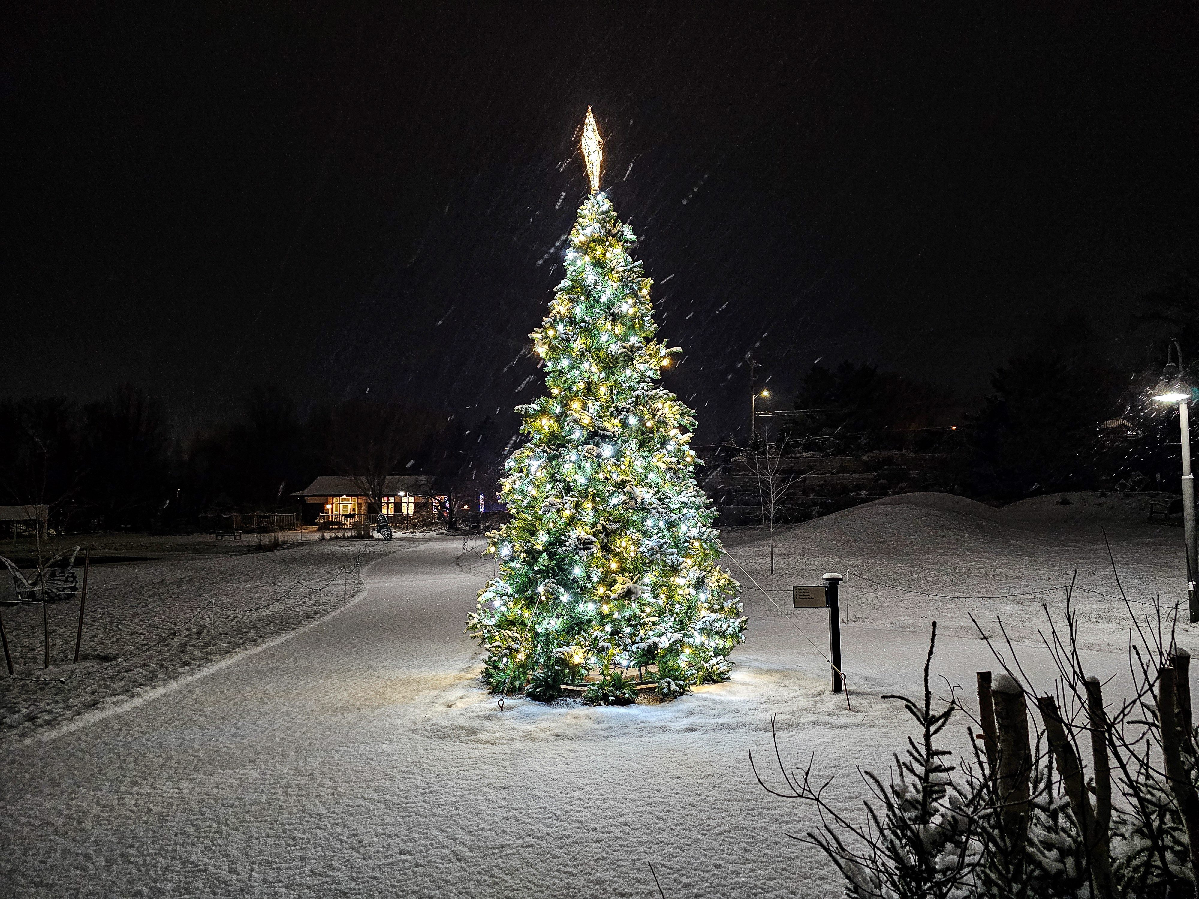 Everest Tree