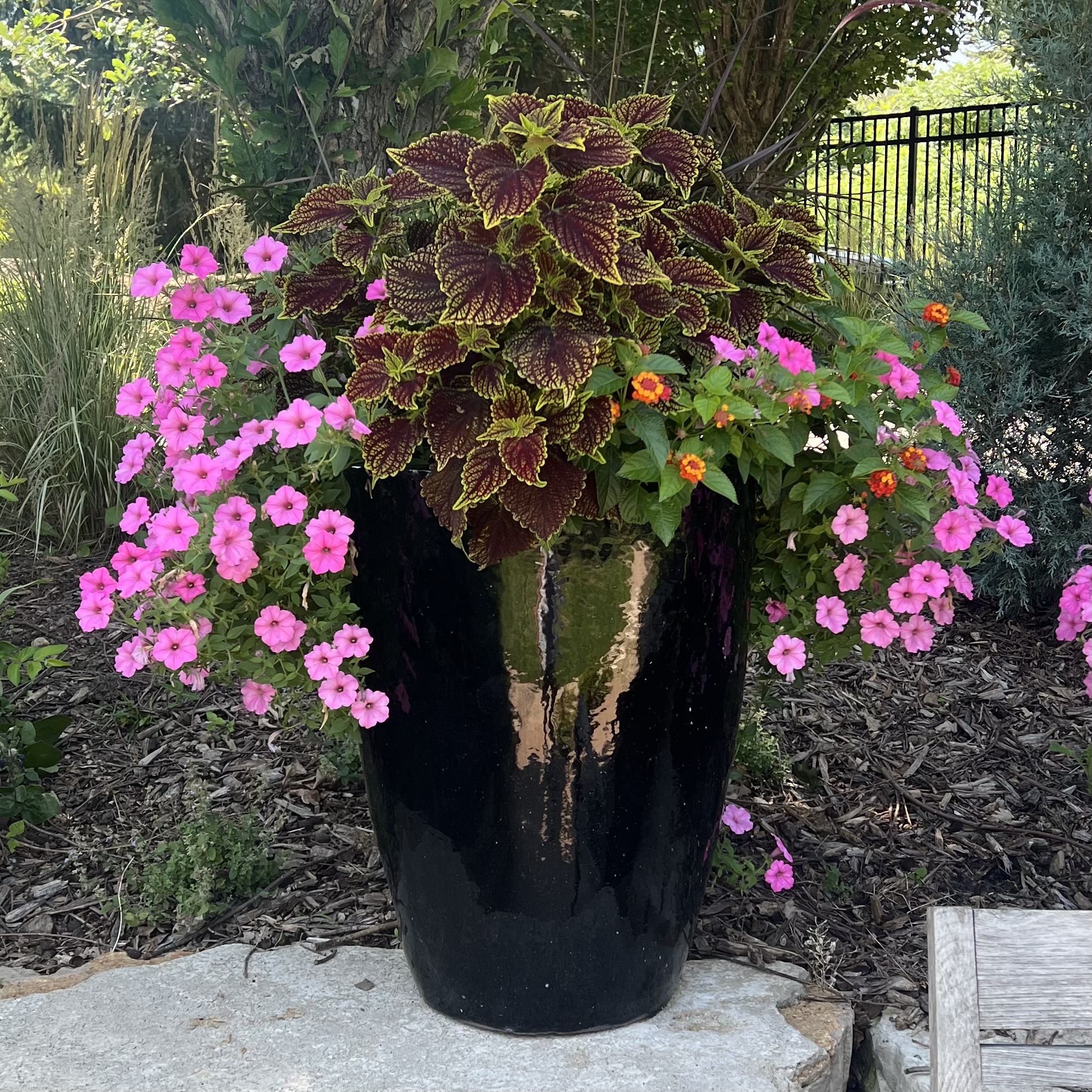 A large, black container with trailing flowers and colorful foliage
