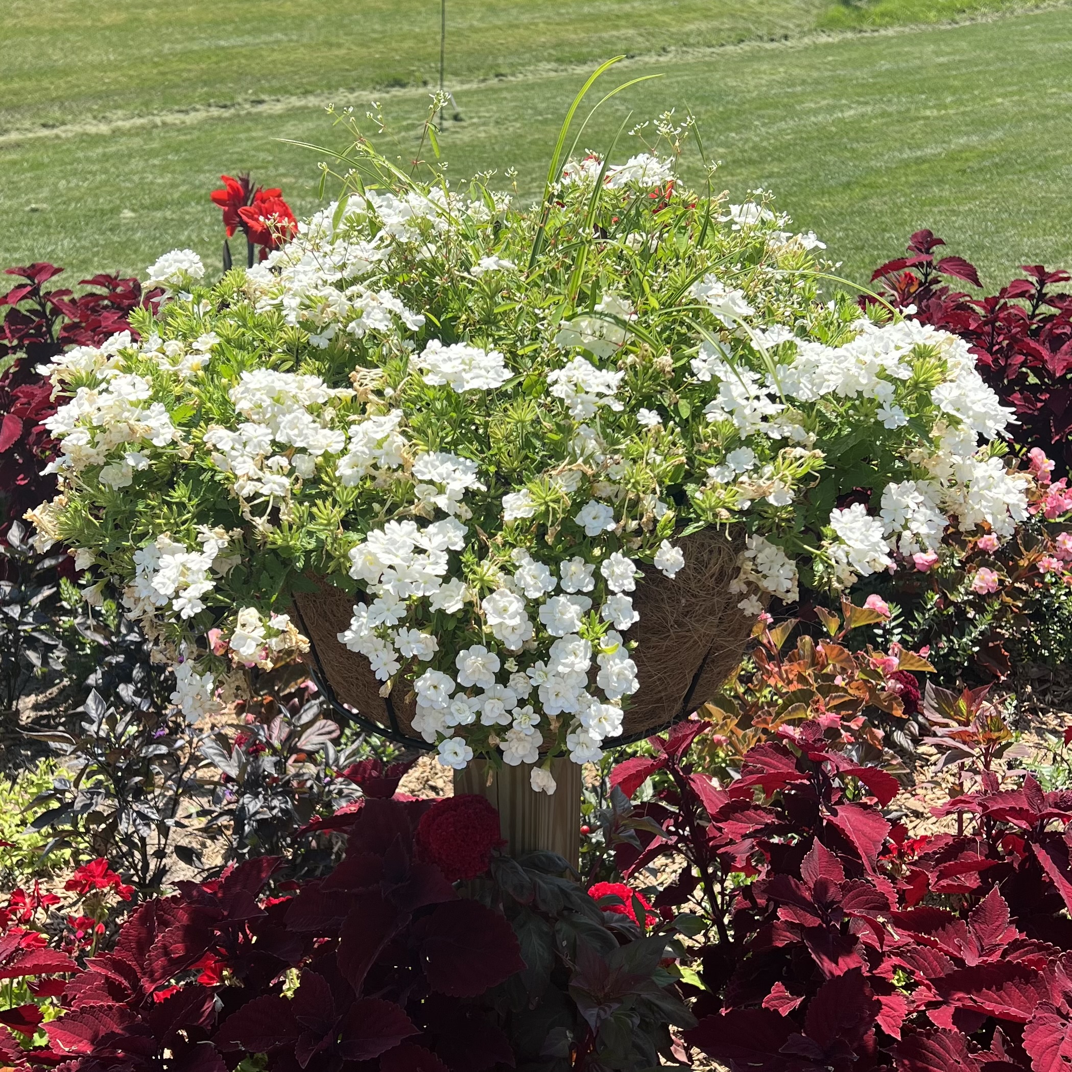 Free-standing hayrack baskets with trailing white flowers inside