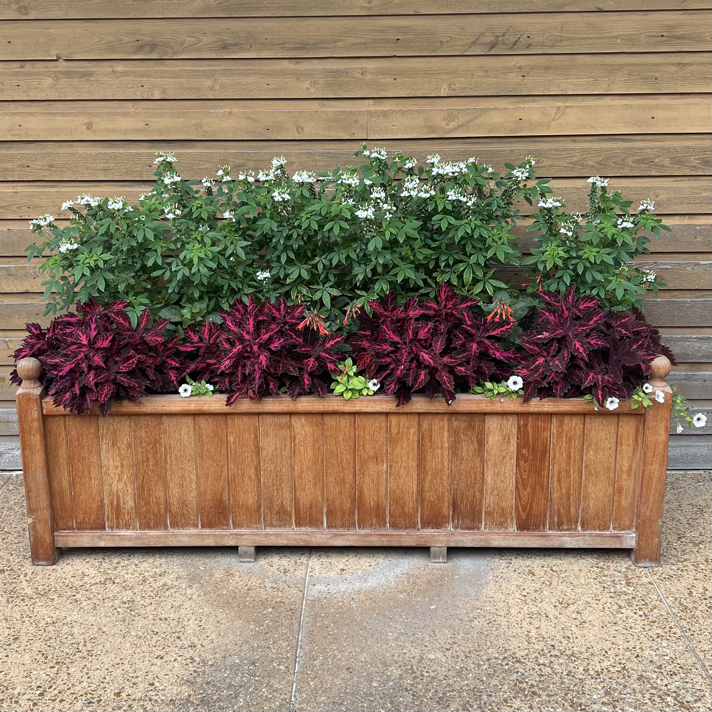 a wooden container with bright red foliage and red/white flowers