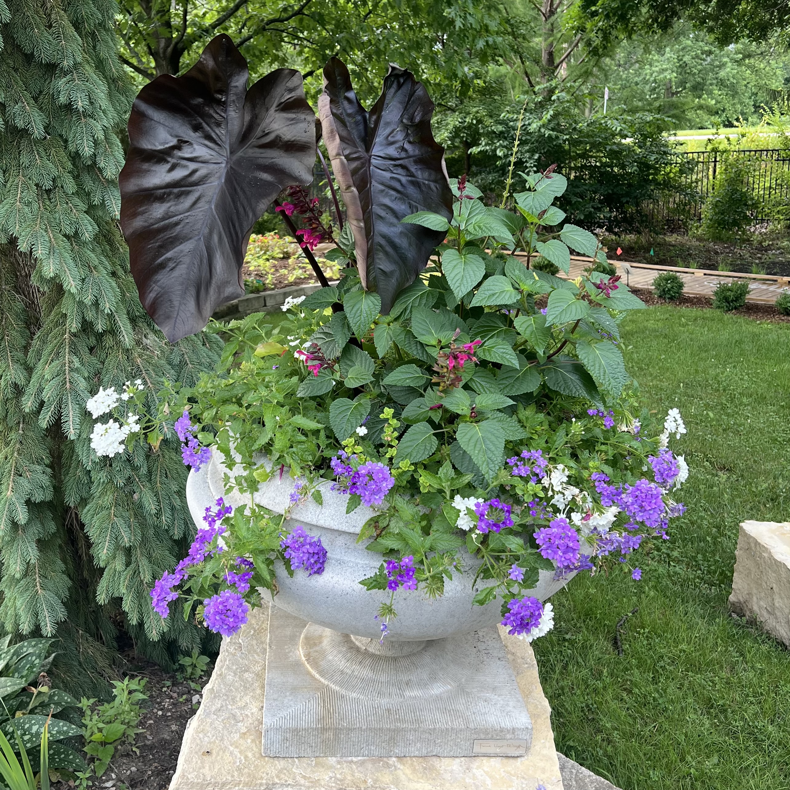 small, stone containers with interesting foliage and spilling purple and white flowers