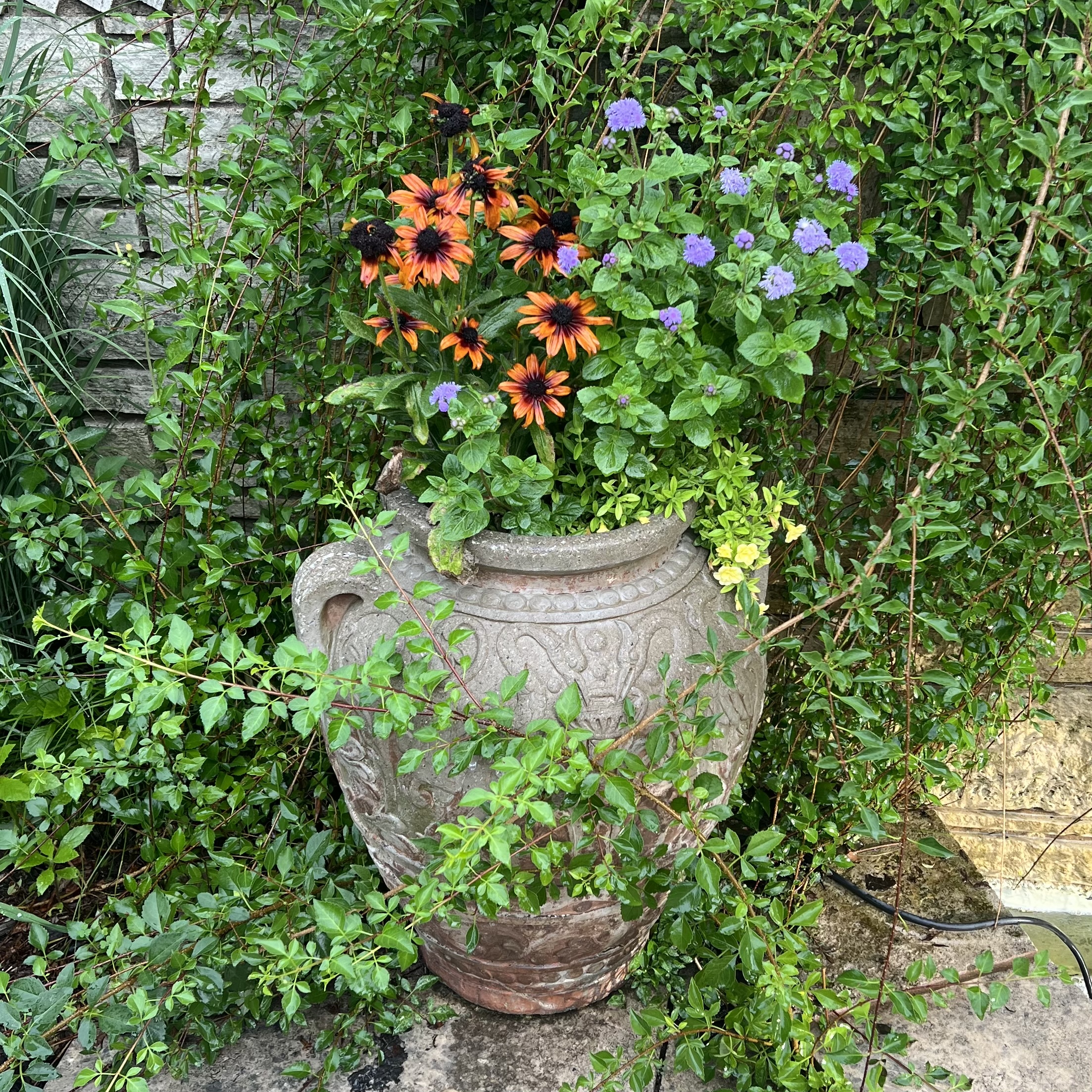 A small urn with echibeckia and creeping jenny