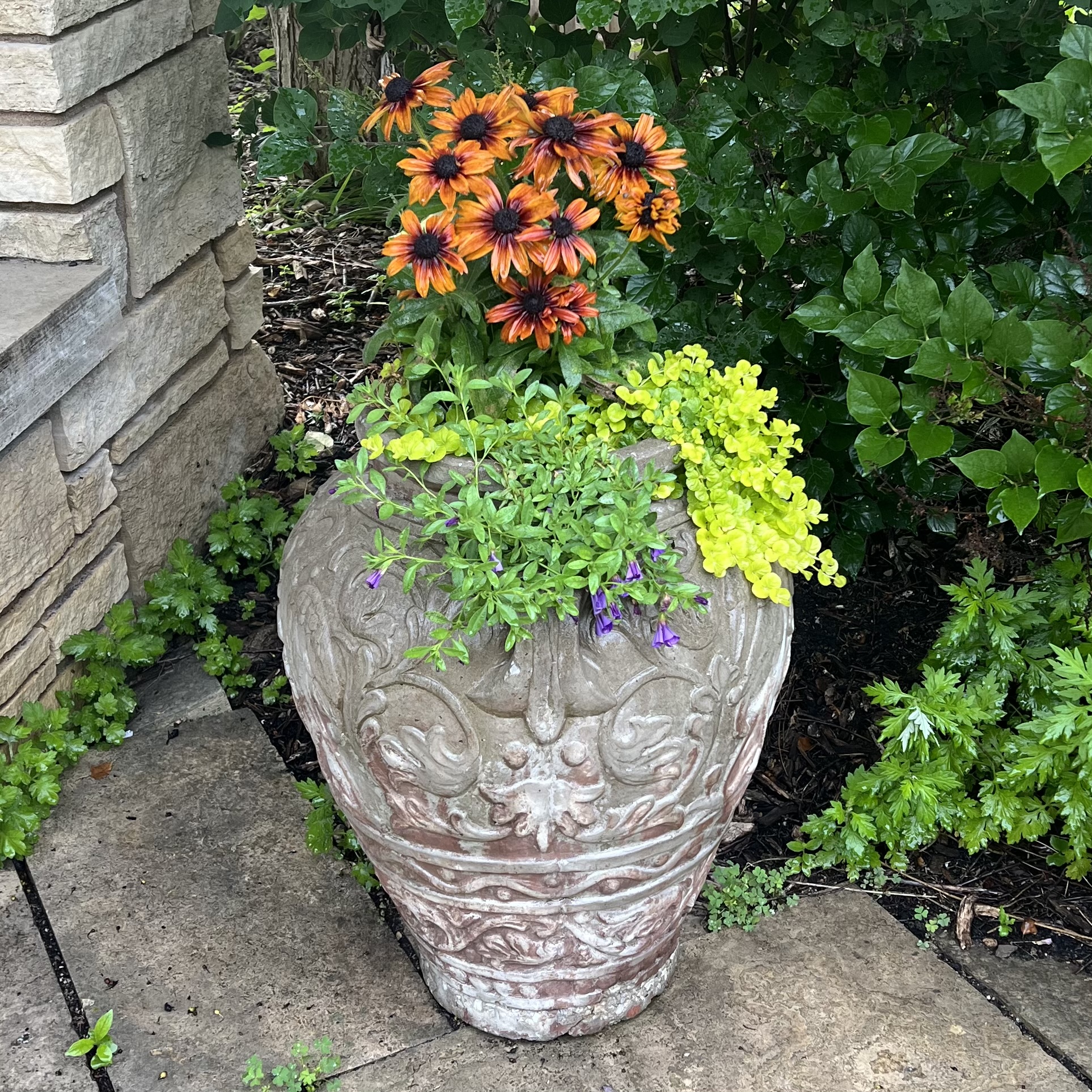 A small urn with echibekia, creeping jenny, and spilling flowers