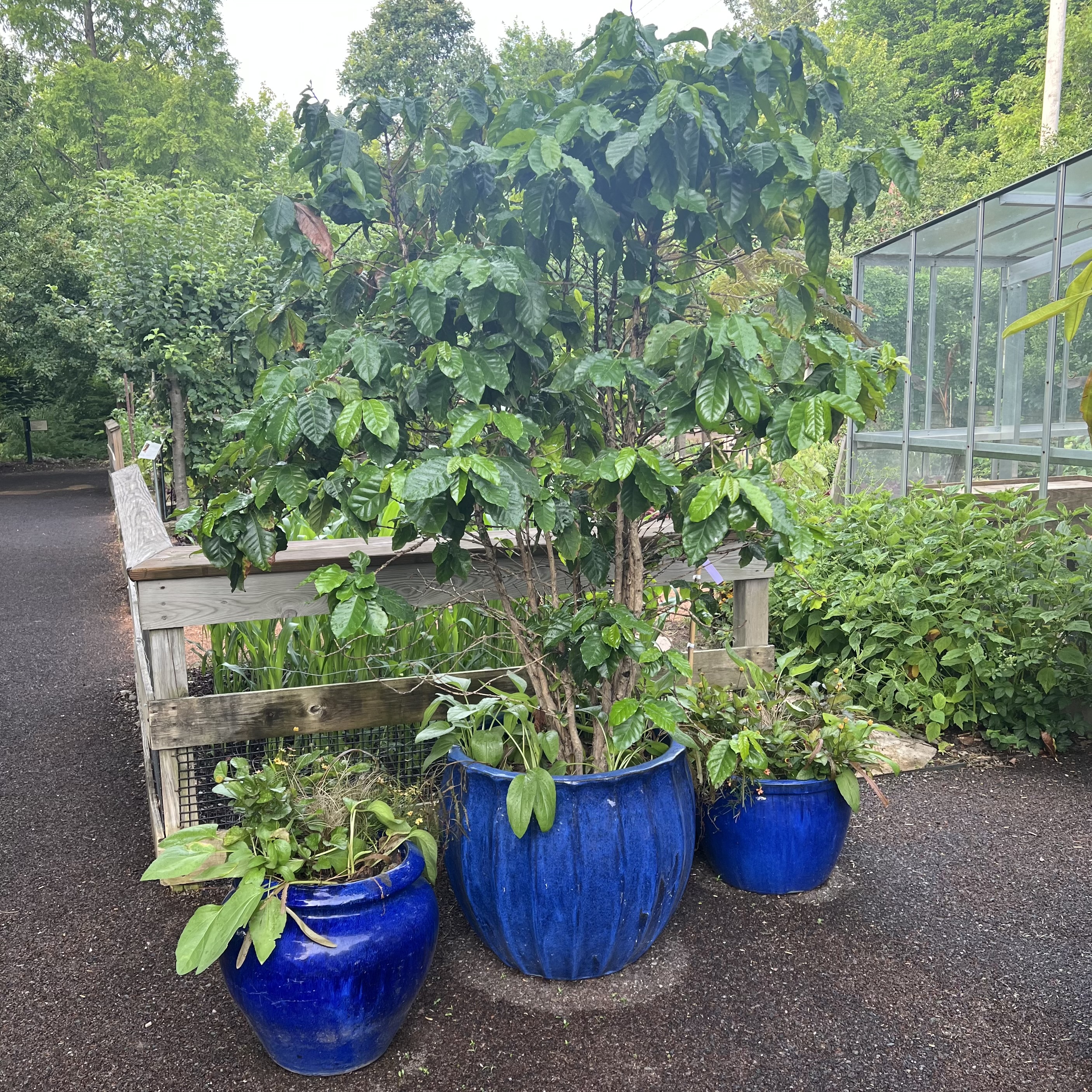  group of 3 blue pots with a small tree and leafy, green plants