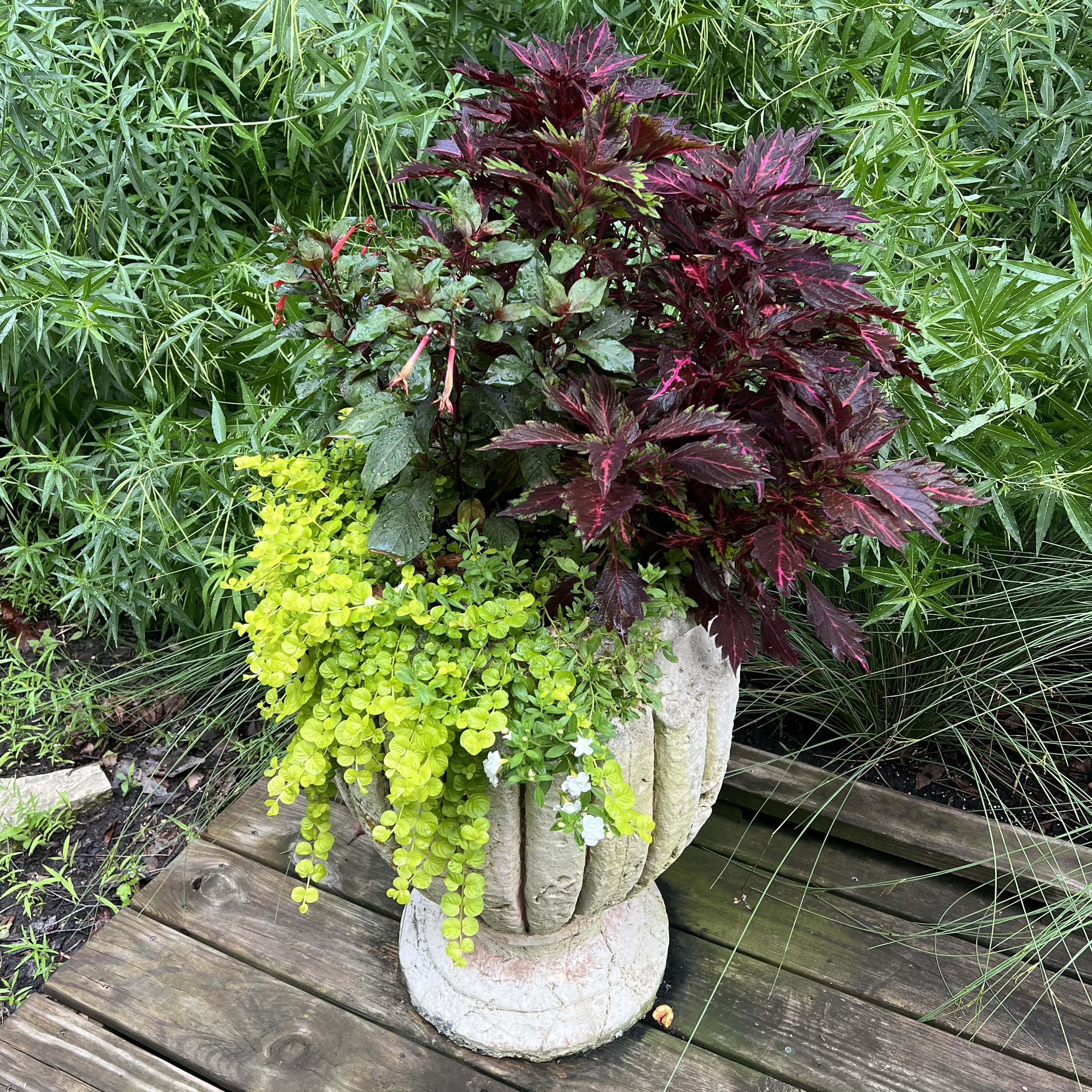 stone containers with lush creeping jenny, and colorful foliage