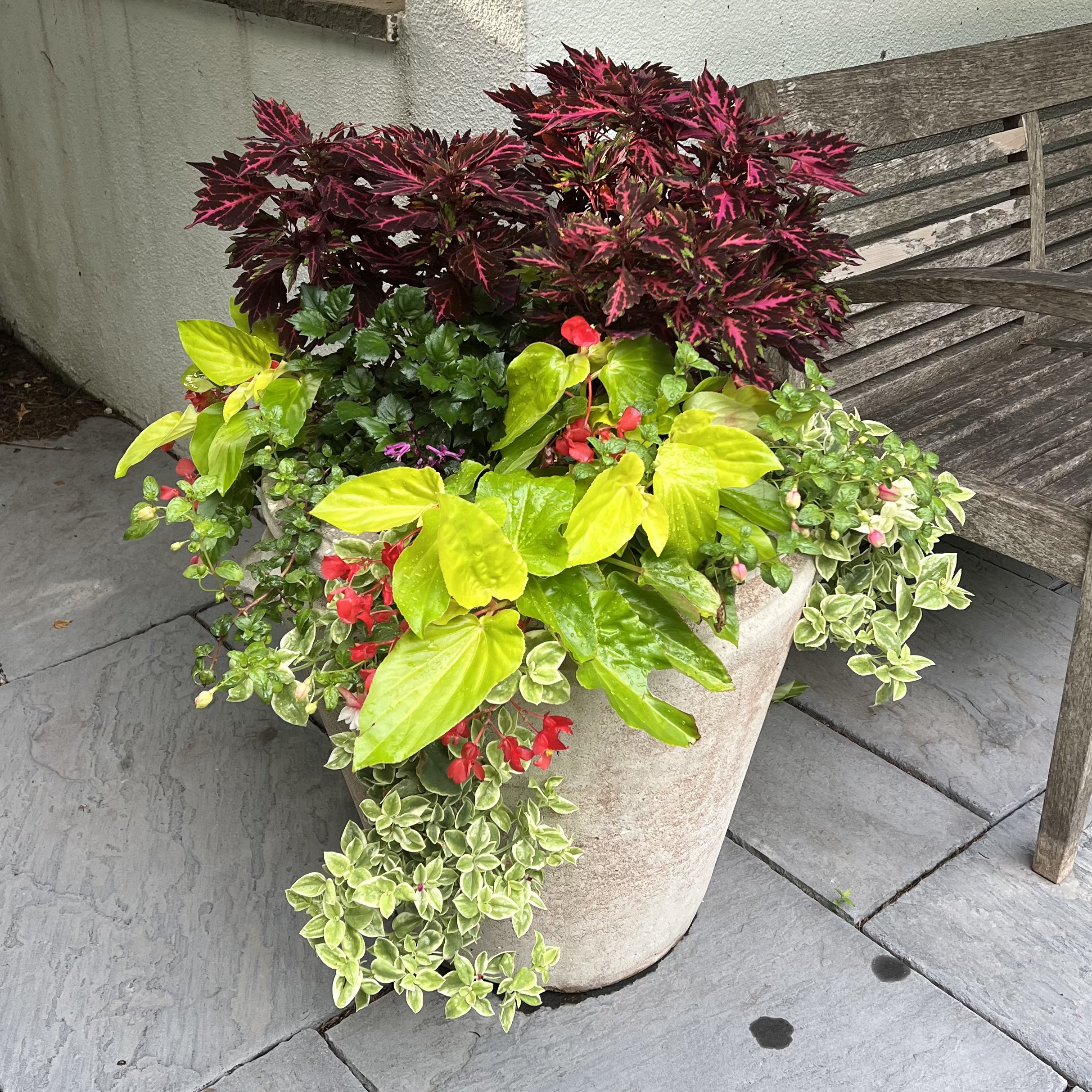 A stone container with vibrant, interesting foliage