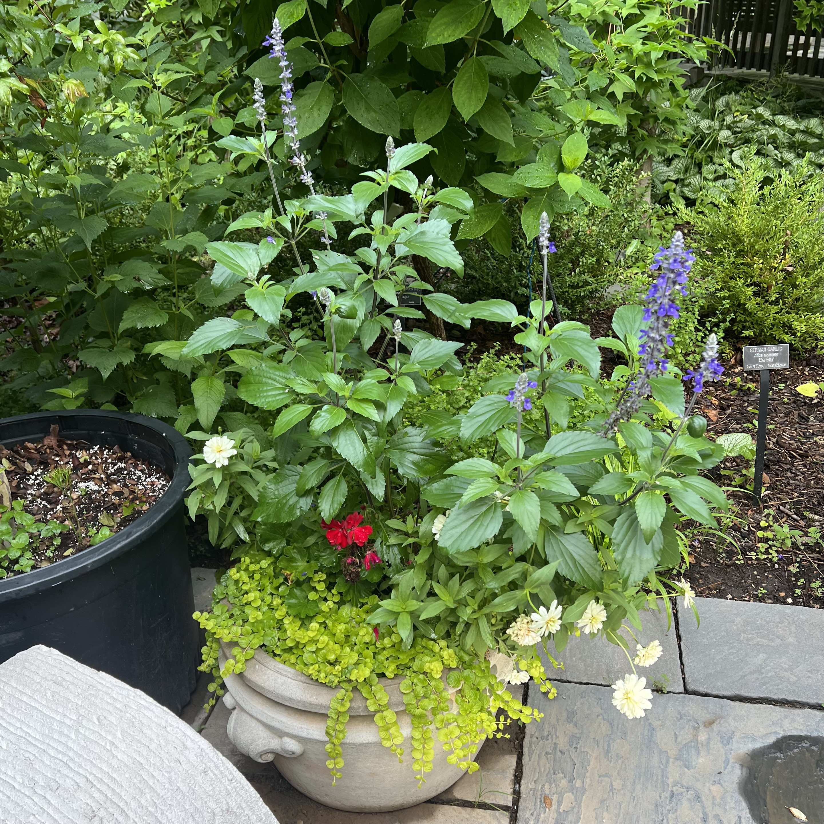 A short, stone container with tall salvia, white zinnias, and creeping jenny