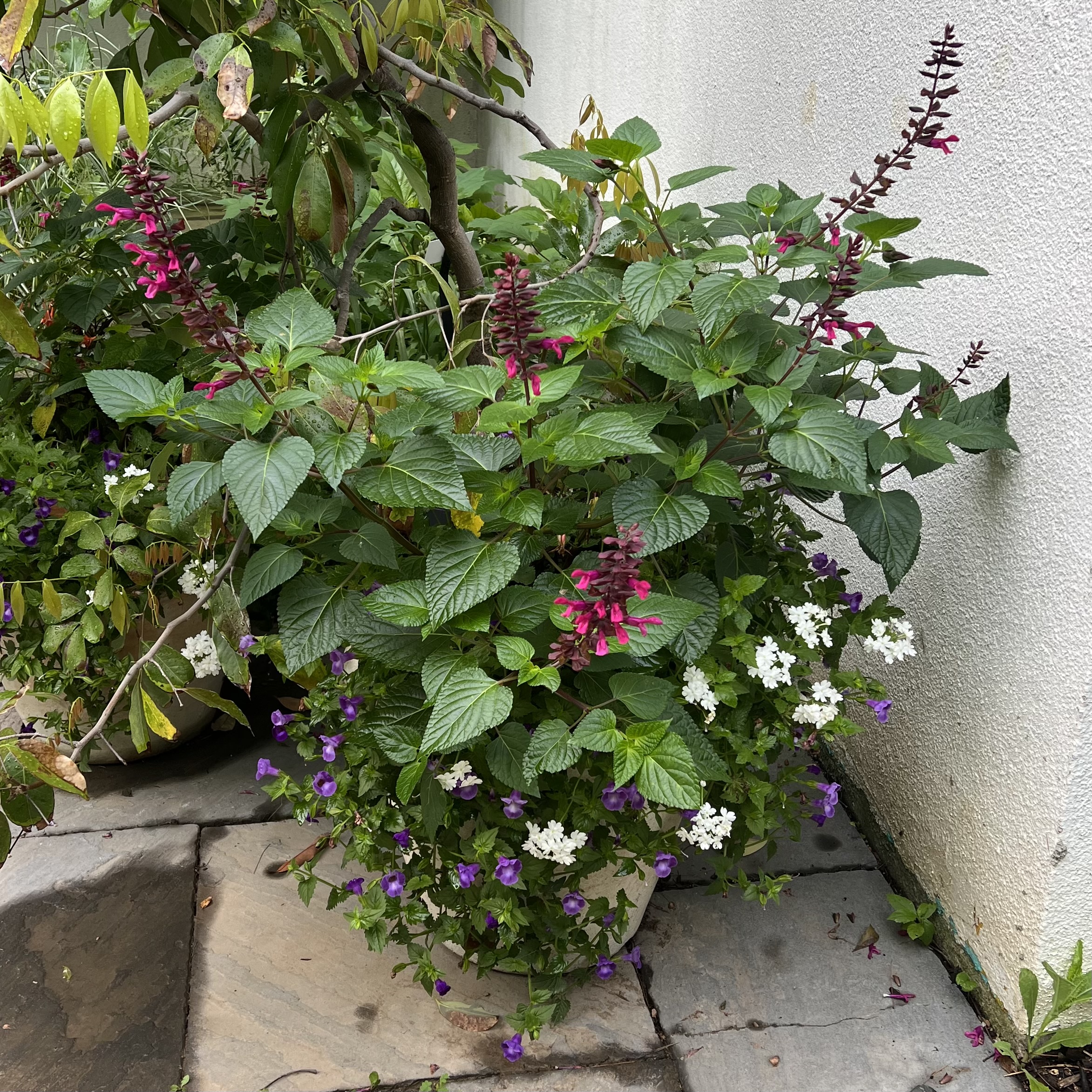 A stone container with tall and trailing flowers