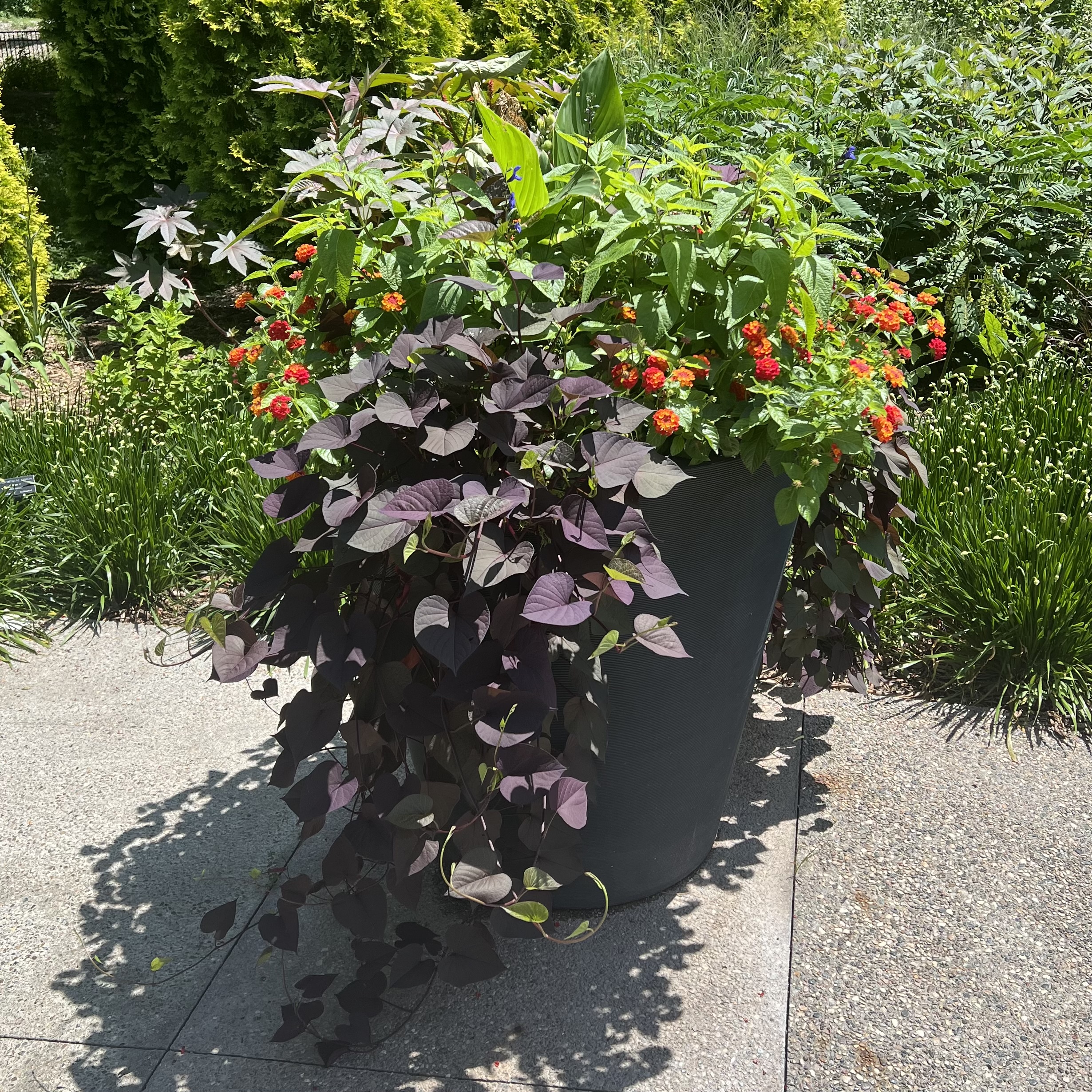 A large container with trailing foliage and colorful flowers