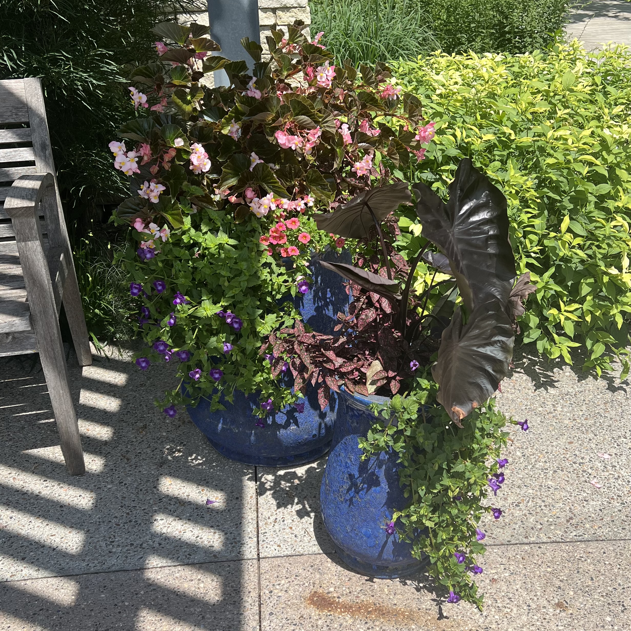 Blue containers with trailing flowers and interesting foliage